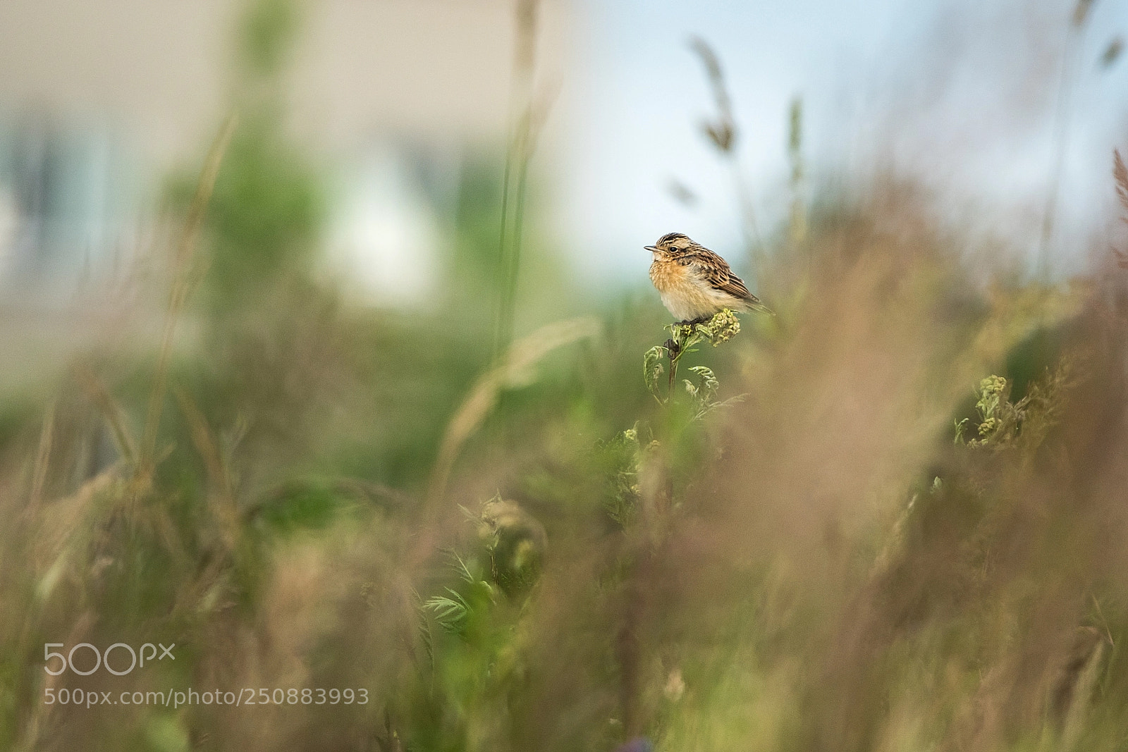 Nikon D500 sample photo. Whinchat (saxicola rubetra) photography