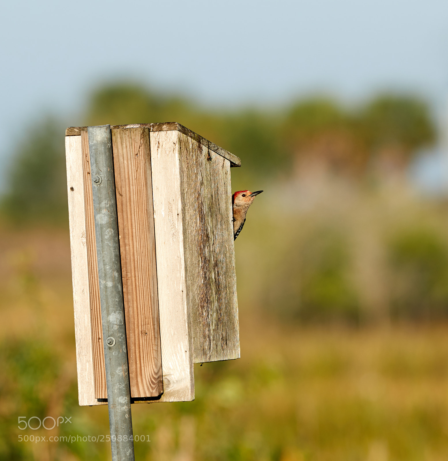 Canon EOS-1D X Mark II sample photo. 03-26-18-0009636.jpg photography