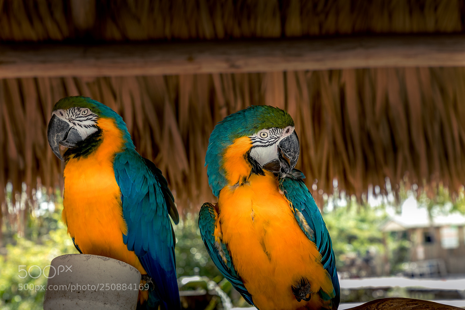 Canon EOS 5D Mark IV sample photo. I love these birds photography
