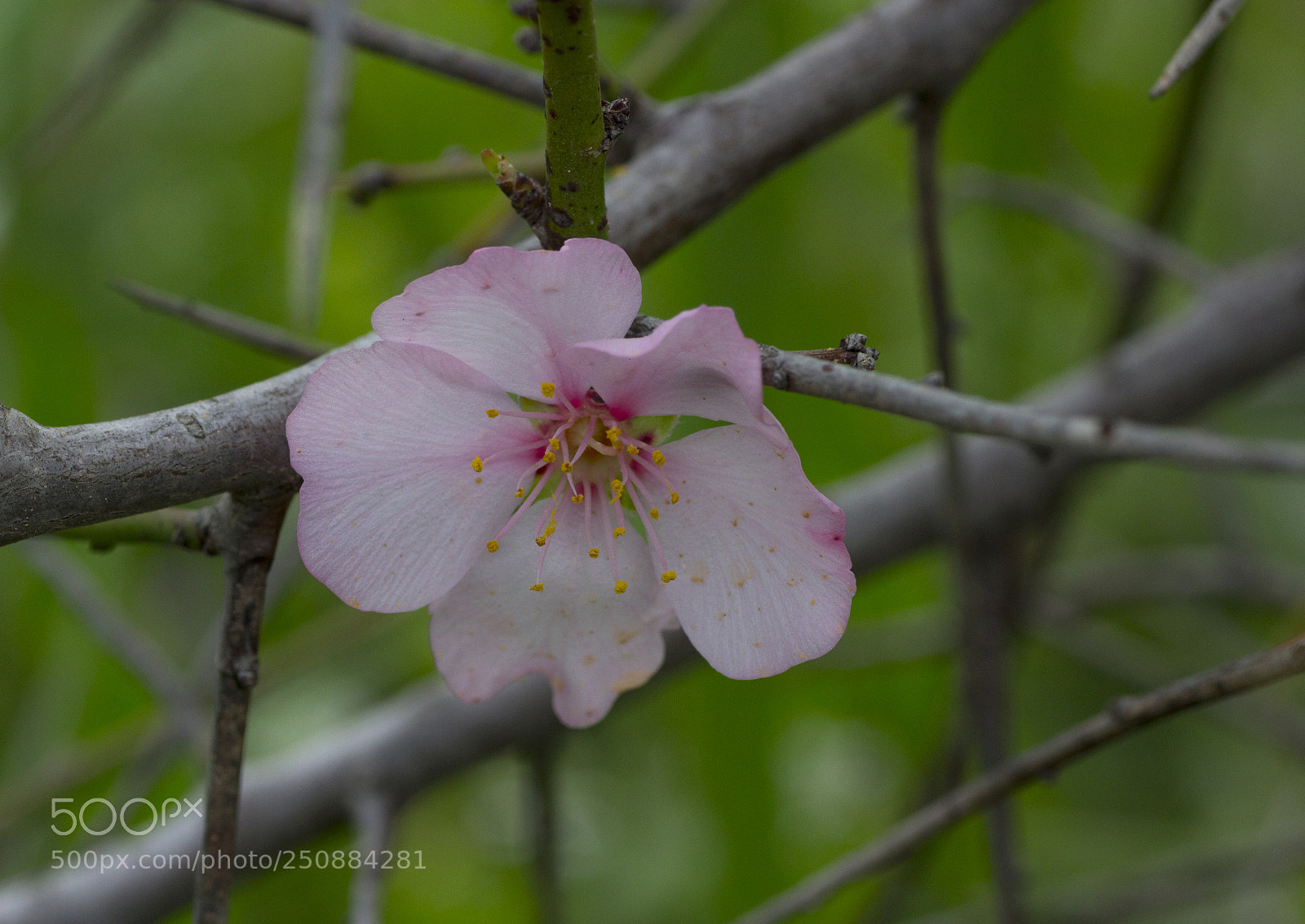 Canon EOS 600D (Rebel EOS T3i / EOS Kiss X5) sample photo. Img photography
