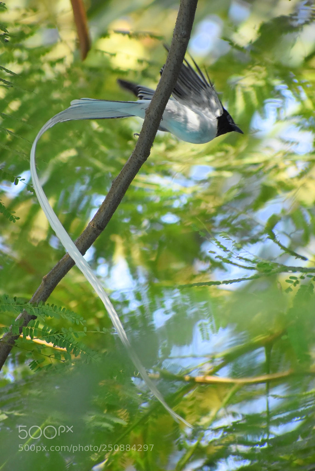 Nikon D7200 sample photo. Paradise flycatcher photography