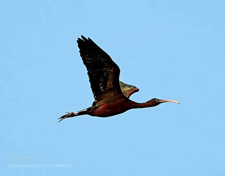 Canon EOS-1D X Mark II sample photo. 03-26-18-0009513.jpg photography