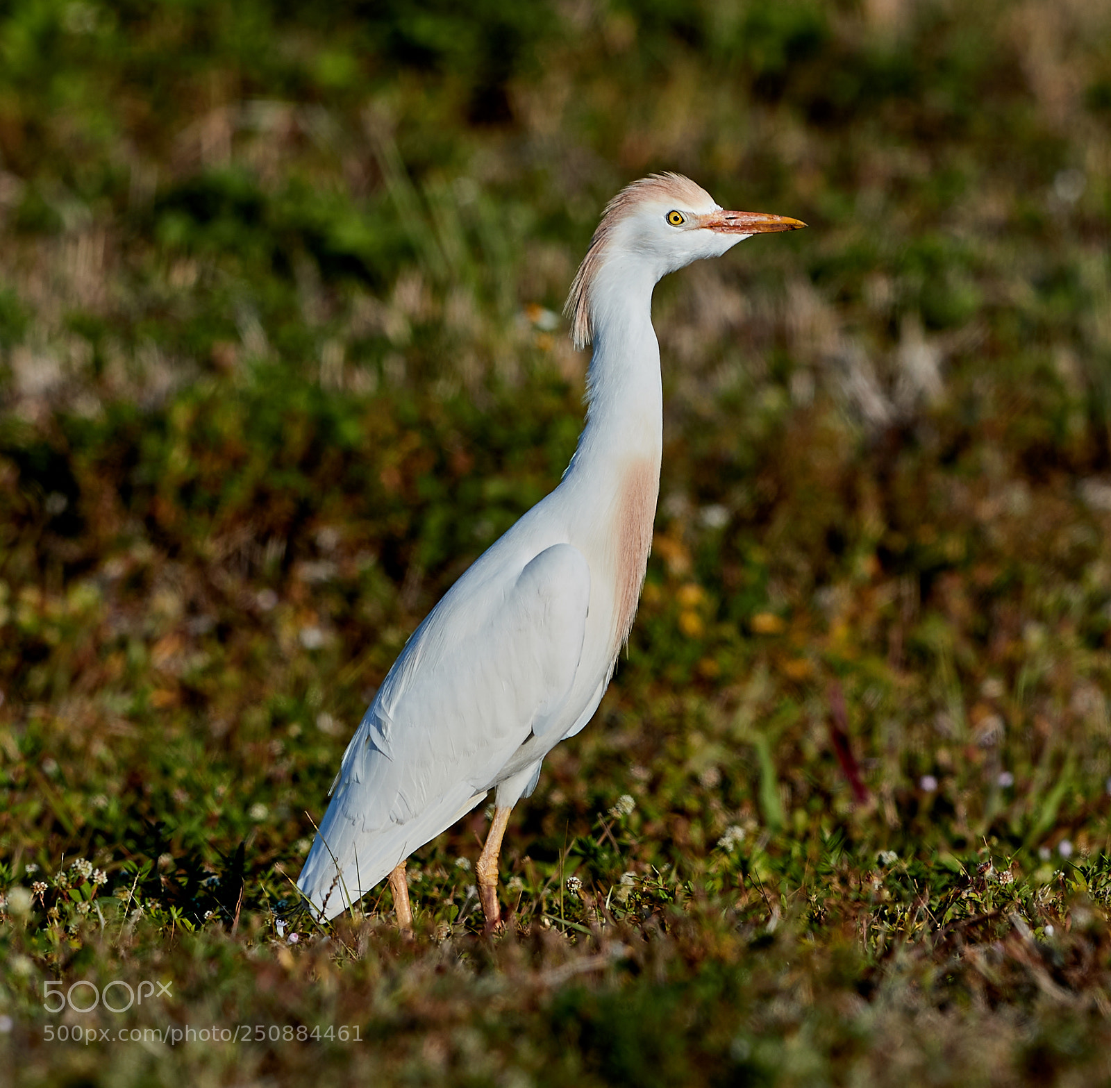 Canon EOS-1D X Mark II sample photo. 03-26-18-0009468.jpg photography