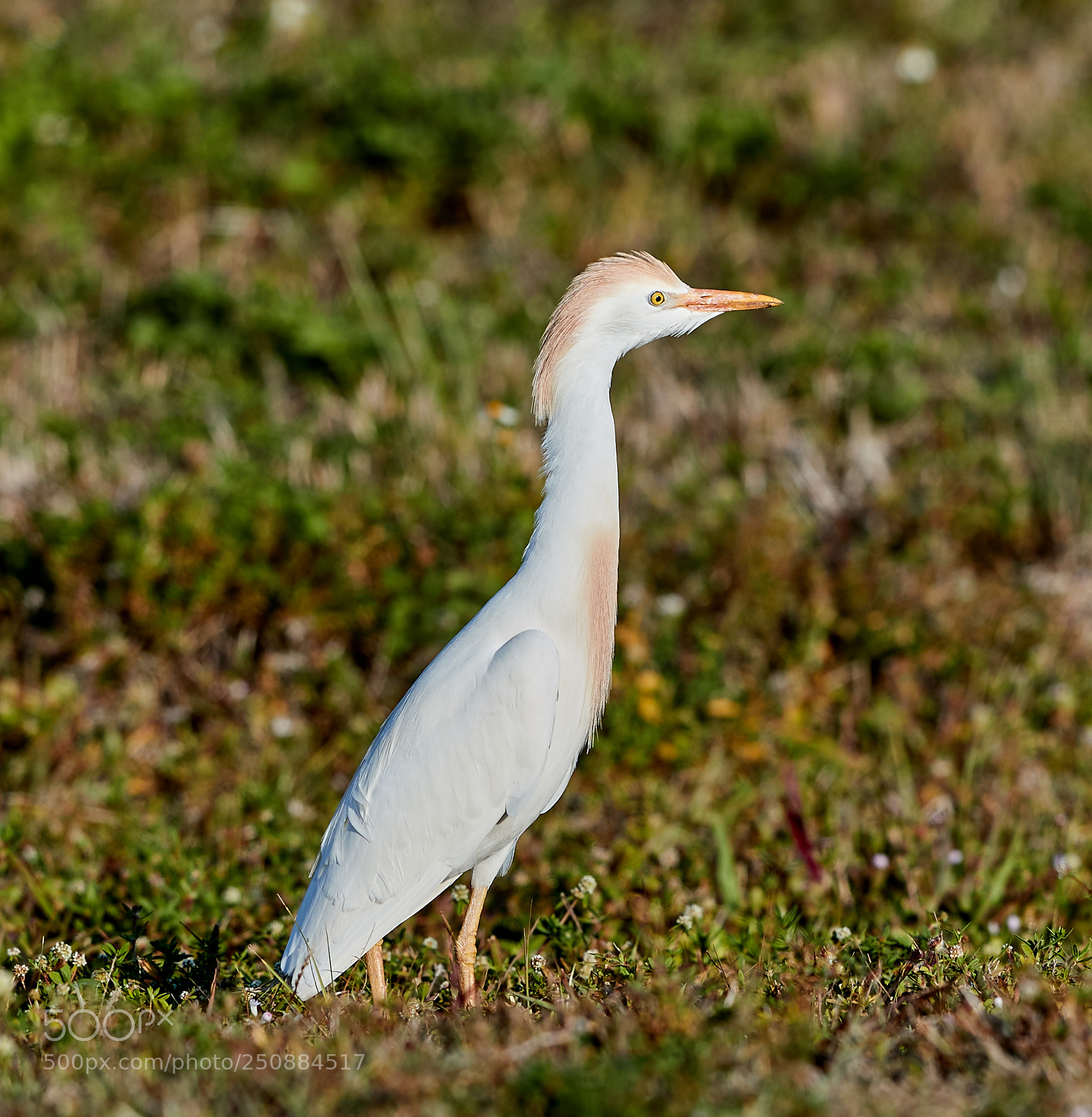 Canon EOS-1D X Mark II sample photo. 03-26-18-0009467.jpg photography