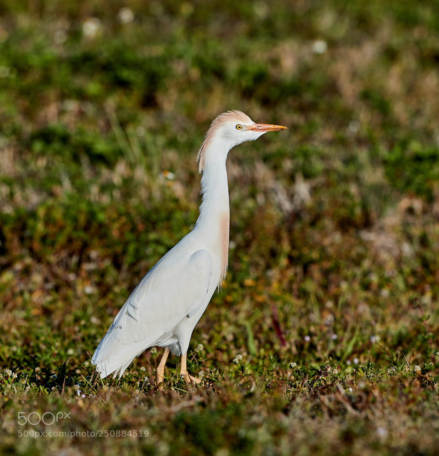 Canon EOS-1D X Mark II sample photo. 03-26-18-0009466.jpg photography