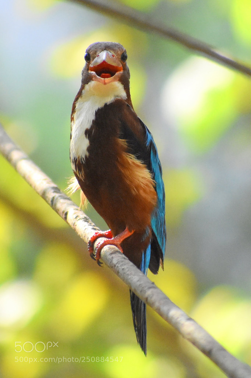 Nikon D7200 sample photo. Kingfisher photography