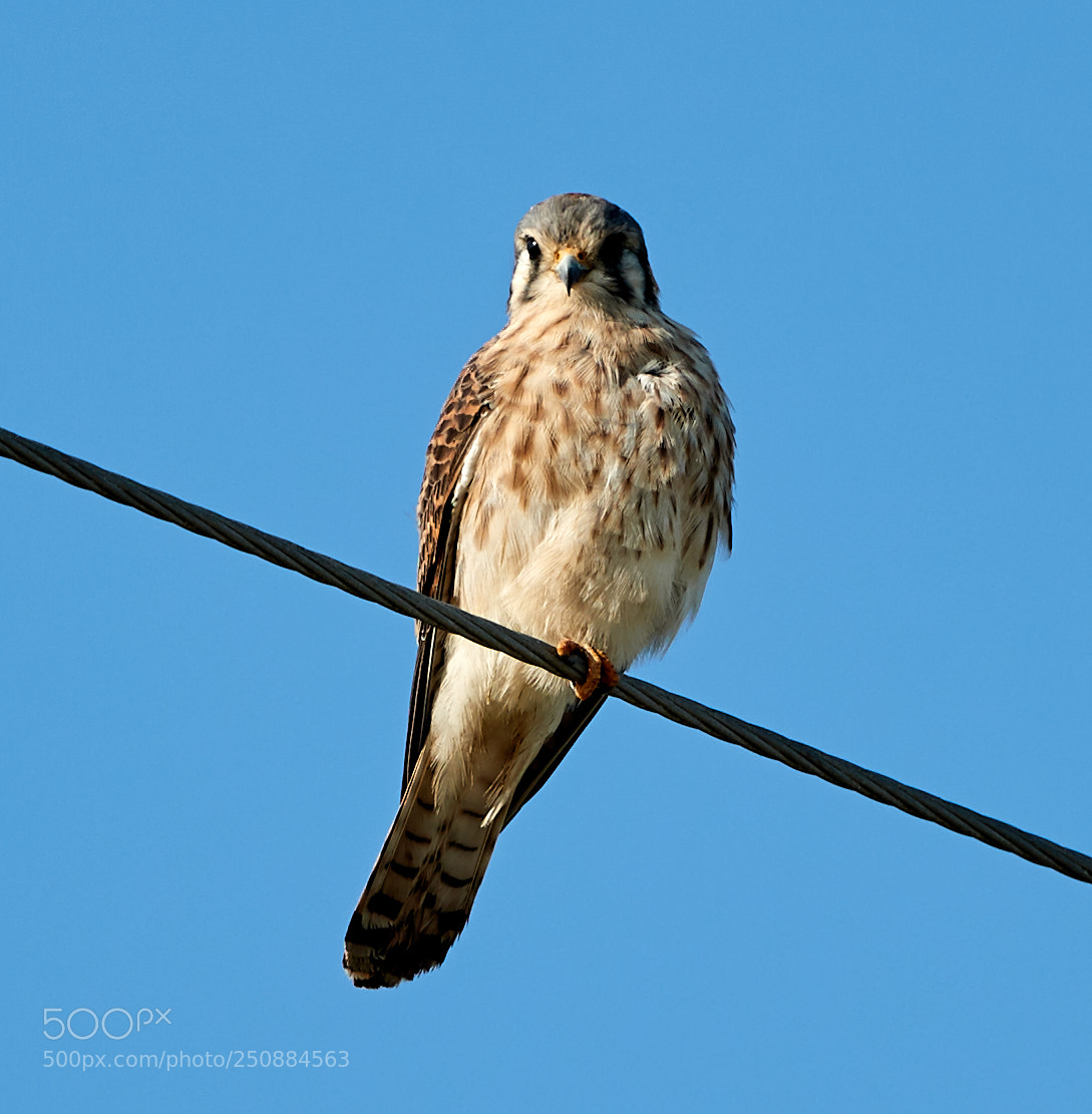 Canon EOS-1D X Mark II sample photo. 03-26-18-0009464.jpg photography