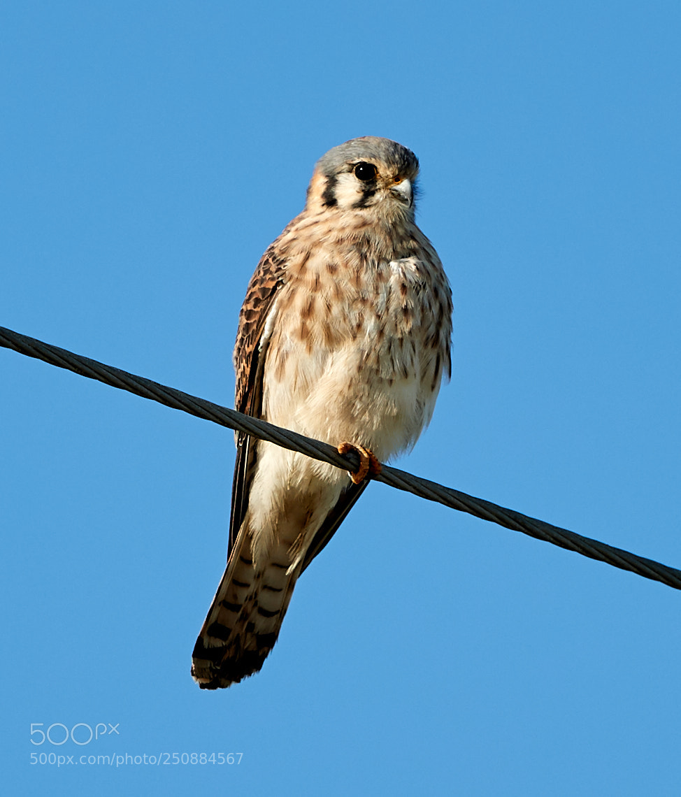 Canon EOS-1D X Mark II sample photo. 03-26-18-0009462.jpg photography