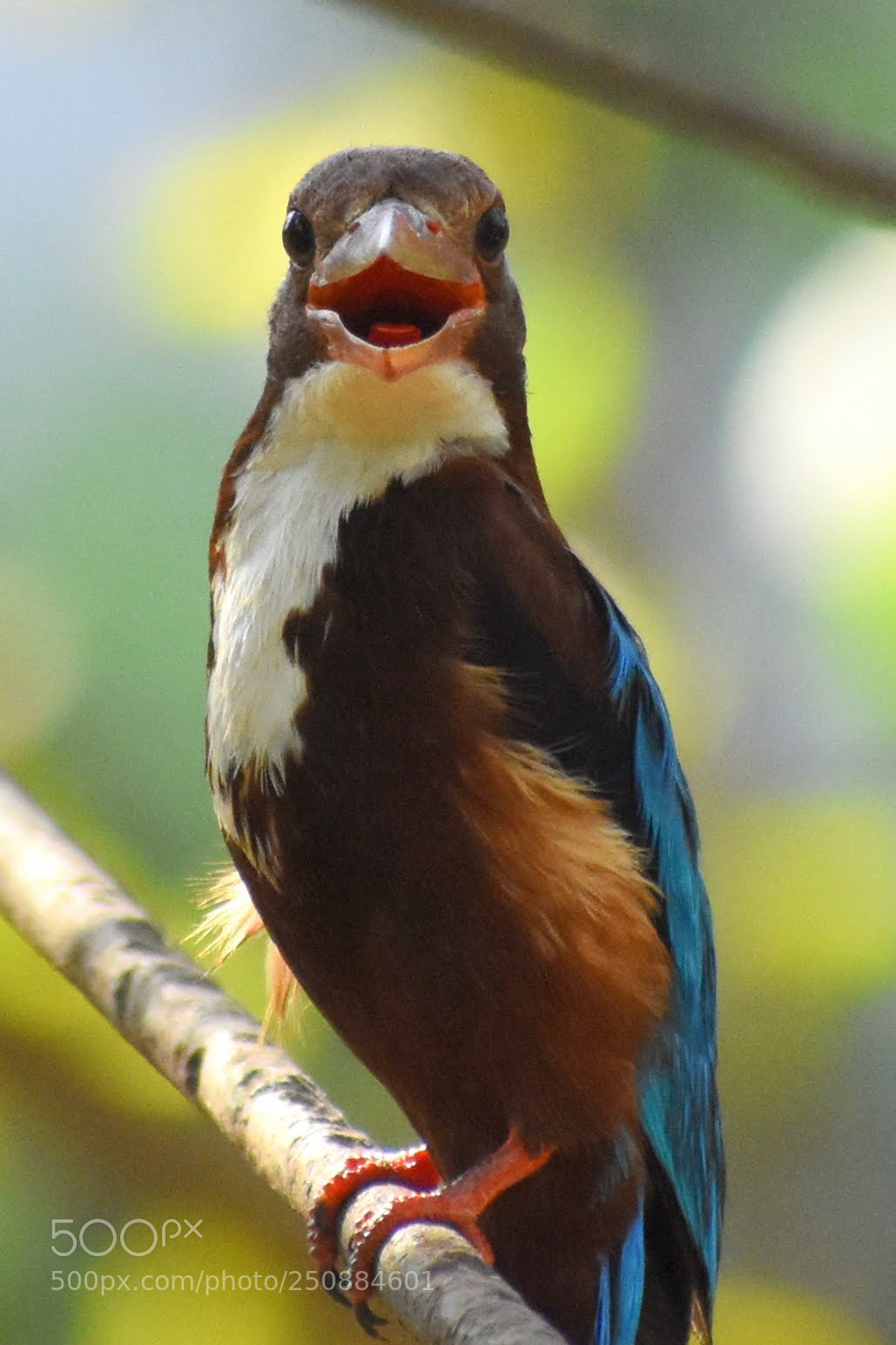 Nikon D7200 sample photo. Kingfisher photography