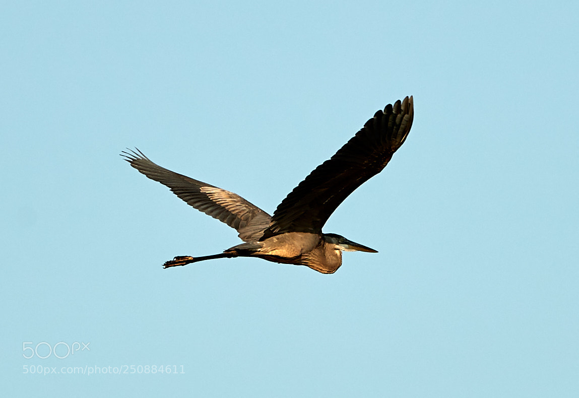 Canon EOS-1D X Mark II sample photo. 03-26-18-0009443.jpg photography