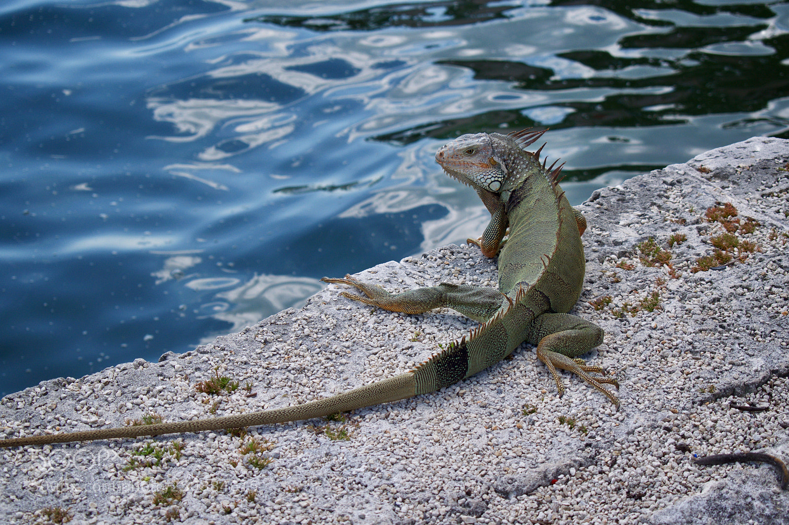 Nikon D3300 sample photo. Lizard photography