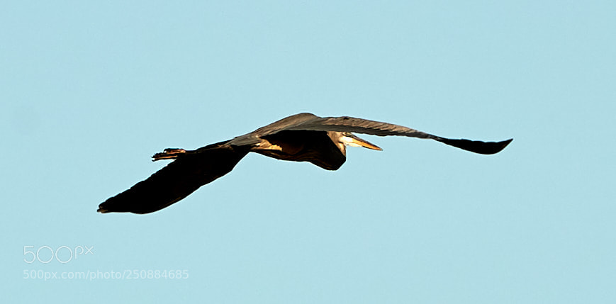 Canon EOS-1D X Mark II sample photo. 03-26-18-0009441.jpg photography