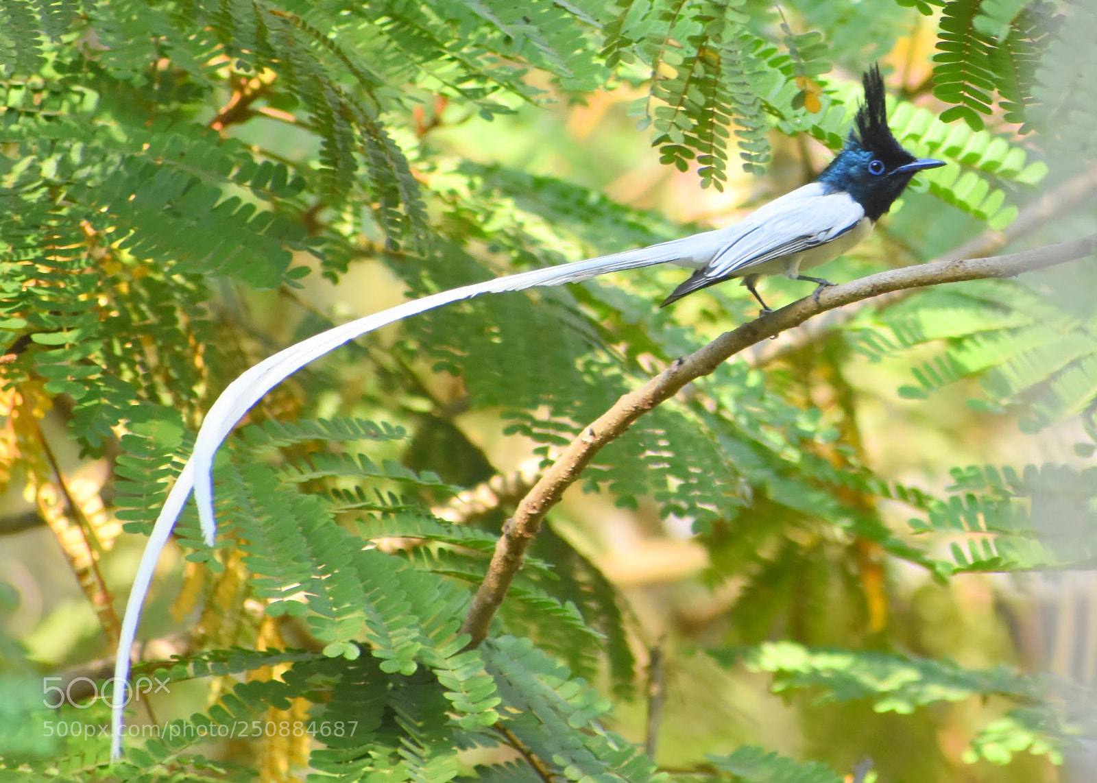 Nikon D7200 sample photo. Paradise flycatcher photography