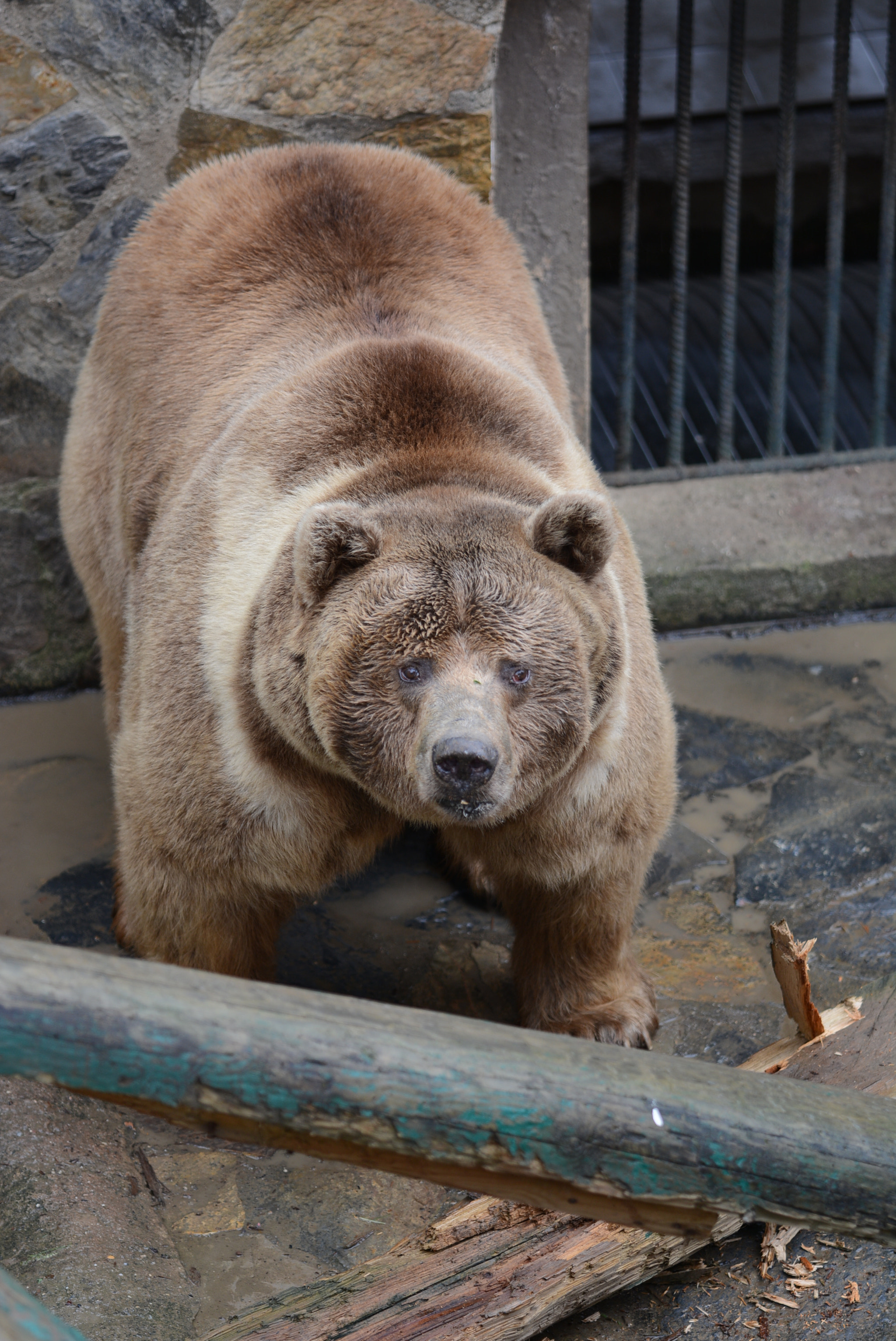 Nikon D7100 + Sigma 150mm F2.8 EX DG Macro HSM sample photo. Brown bear photography