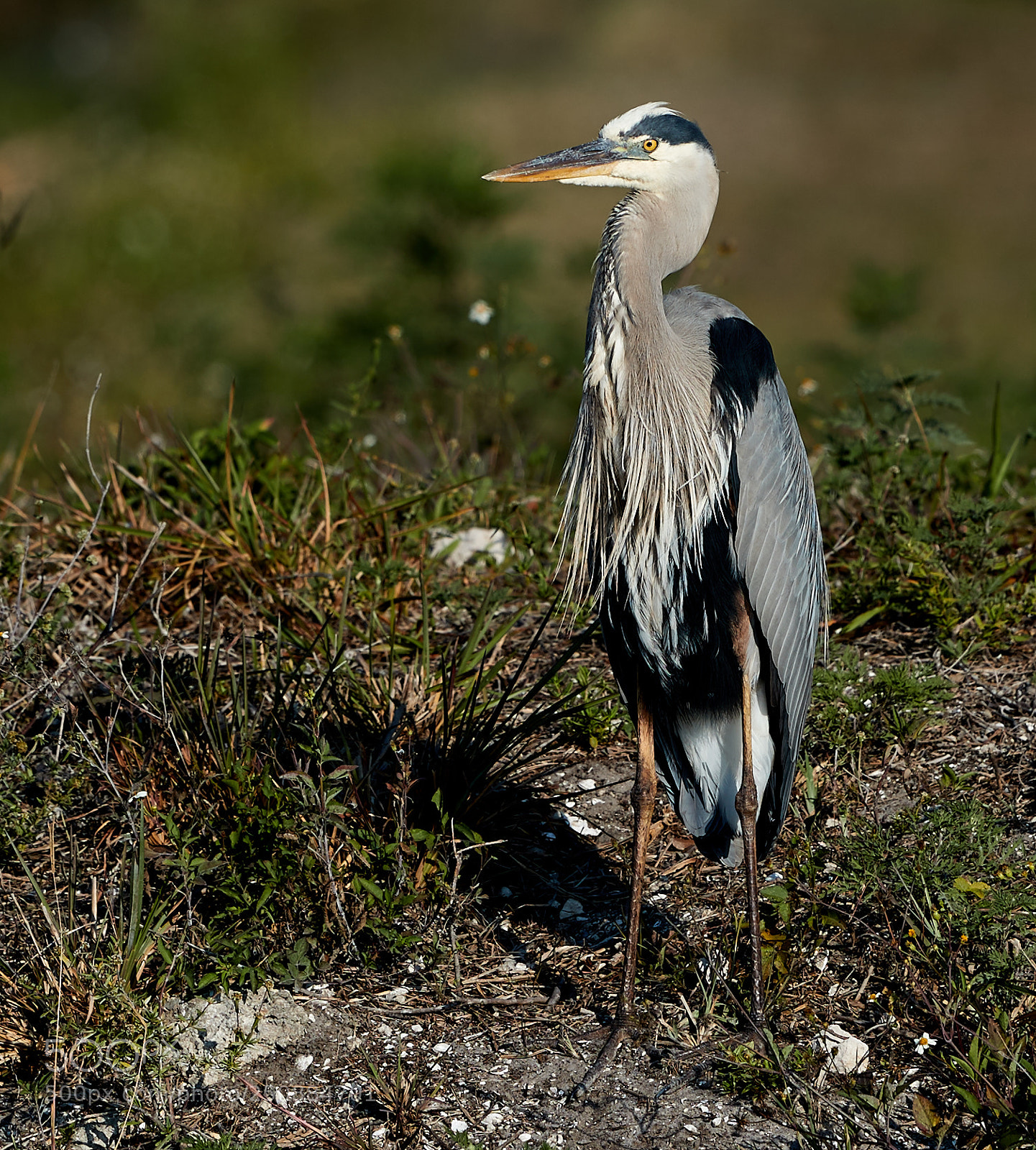 Canon EOS-1D X Mark II sample photo. 03-26-18-0009439.jpg photography