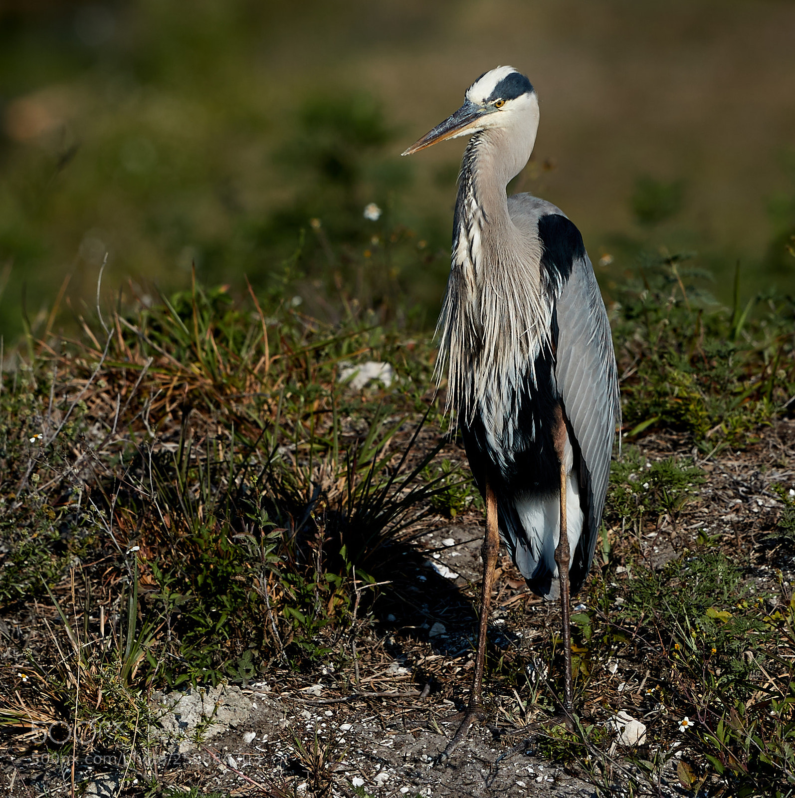 Canon EOS-1D X Mark II sample photo. 03-26-18-0009438.jpg photography
