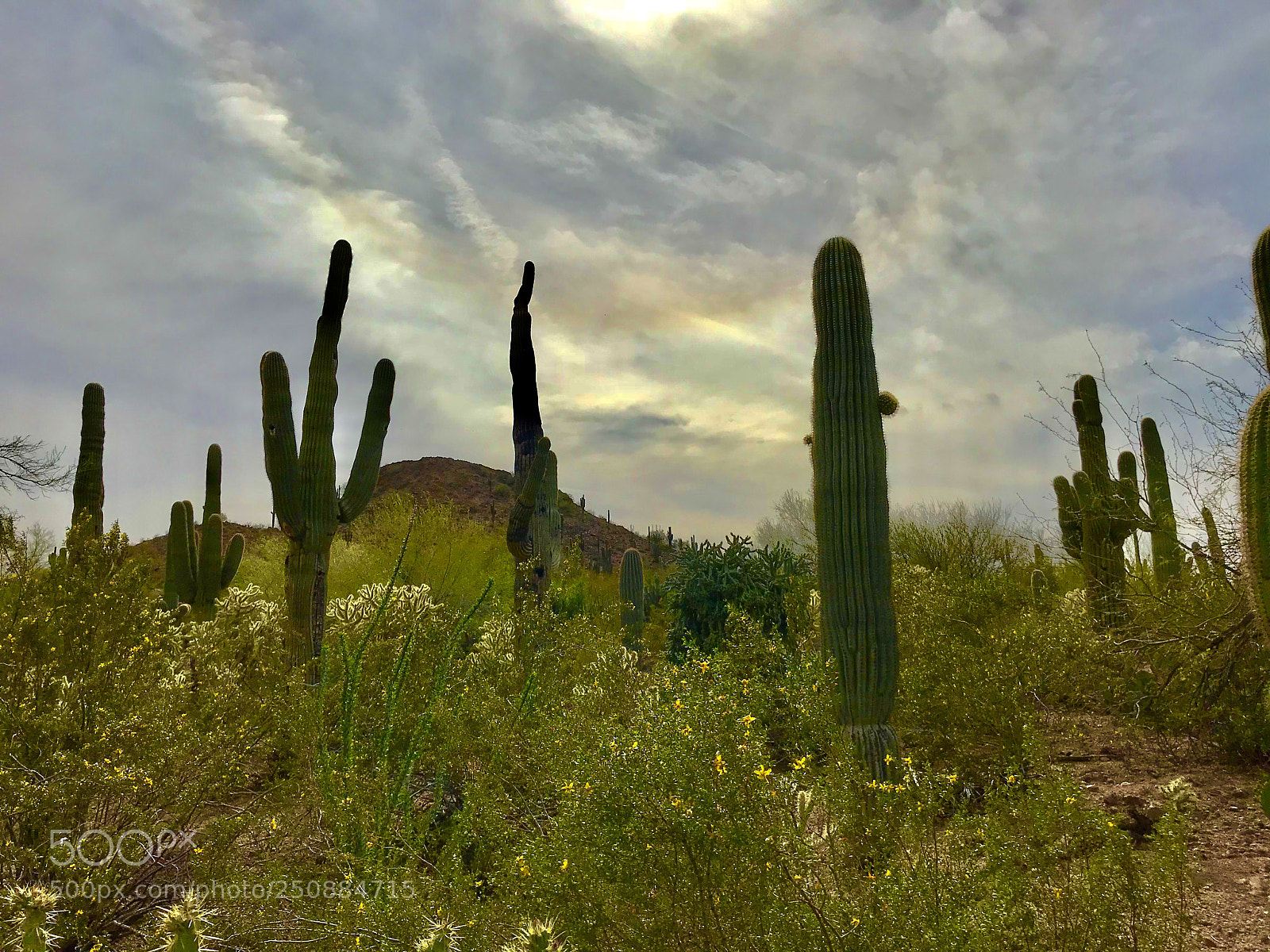 Apple iPhone 7 Plus sample photo. Saguaro cactus, desert botanical photography