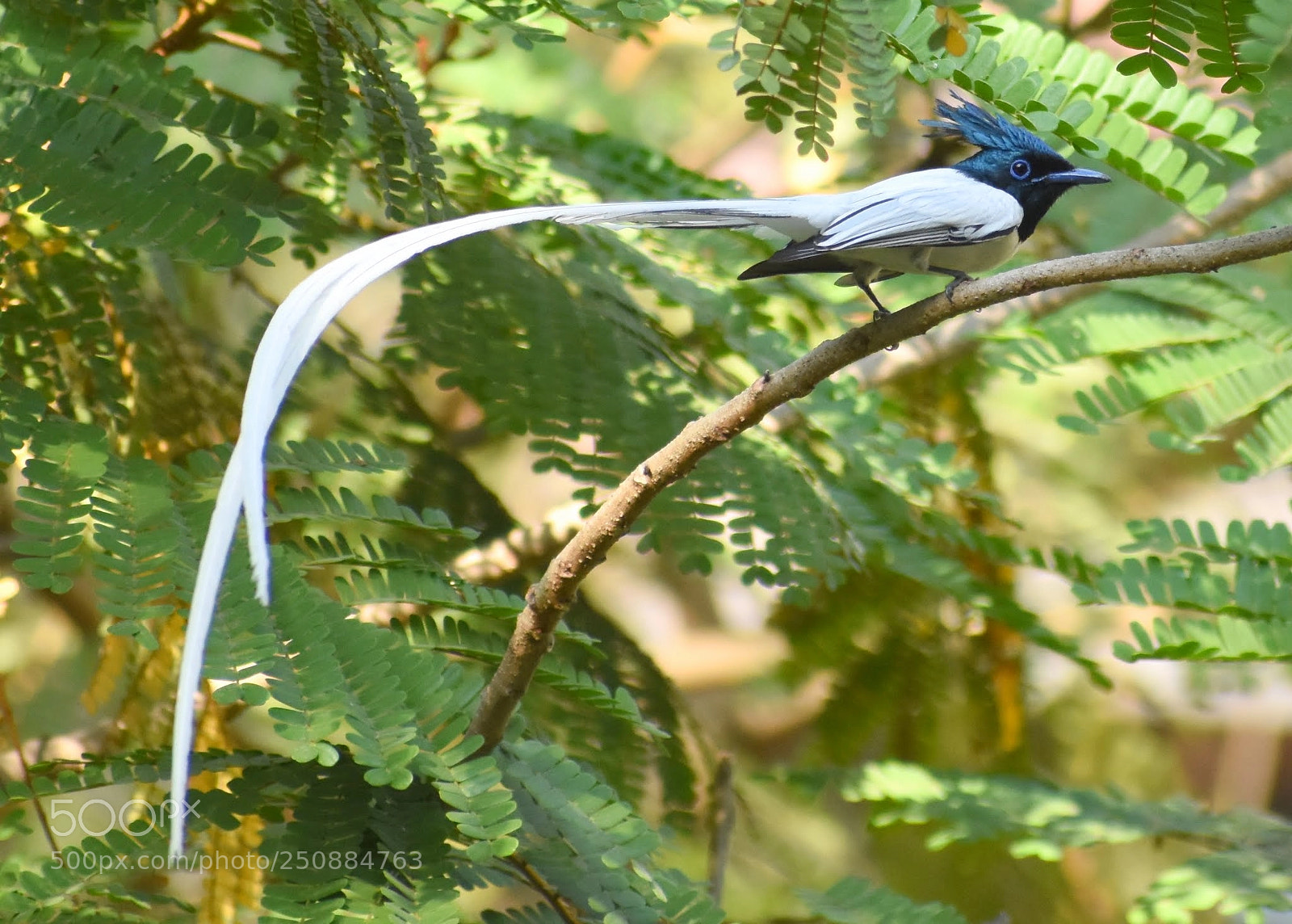 Nikon D7200 sample photo. Paradise flycatcher photography