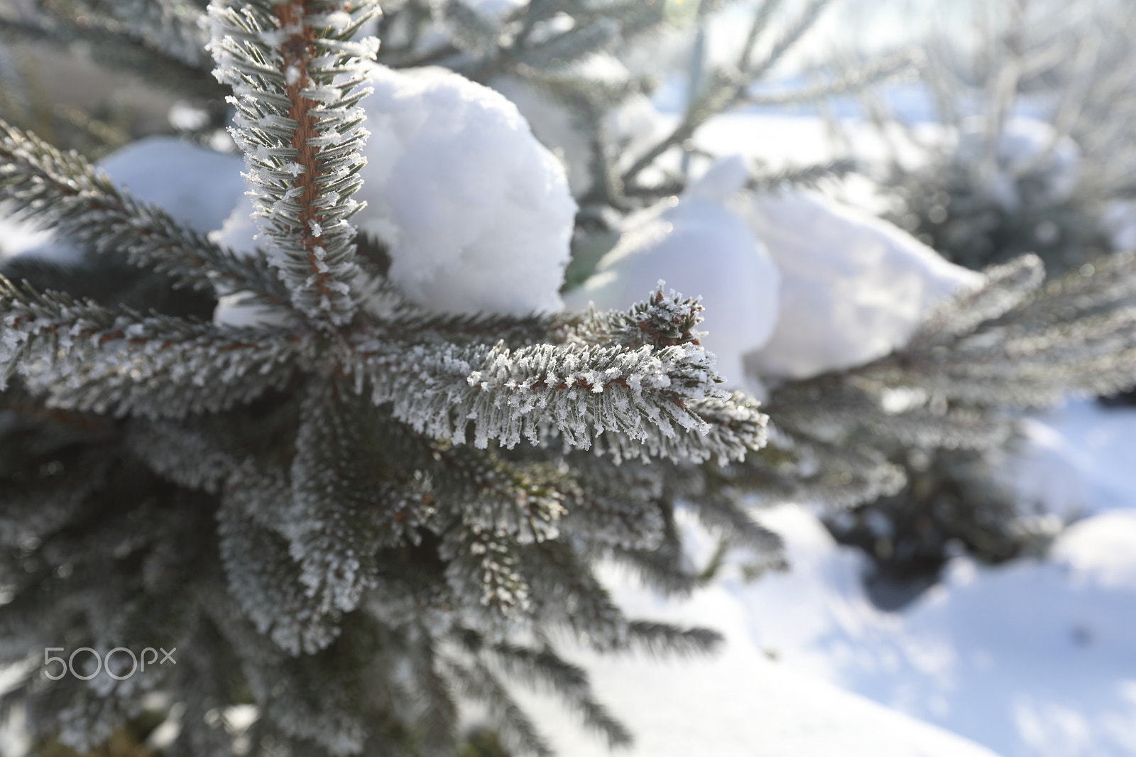 Canon EF 16-35mm F2.8L II USM sample photo. Winter tree photography