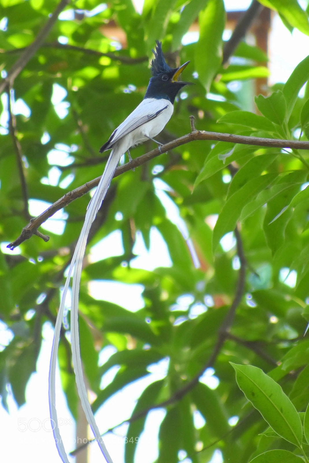 Nikon D7200 sample photo. Paradise flycatcher photography