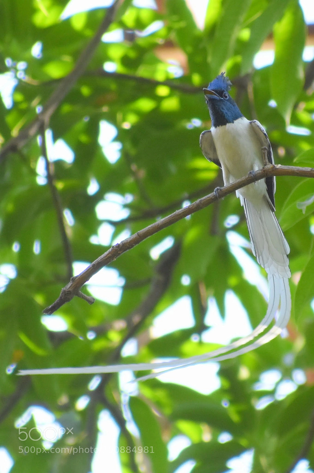 Nikon D7200 sample photo. Paradise flycatcher photography