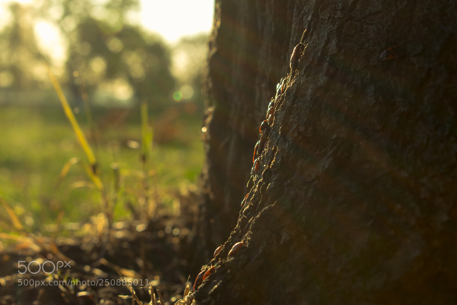 Nikon D5300 sample photo. Life on the tree photography