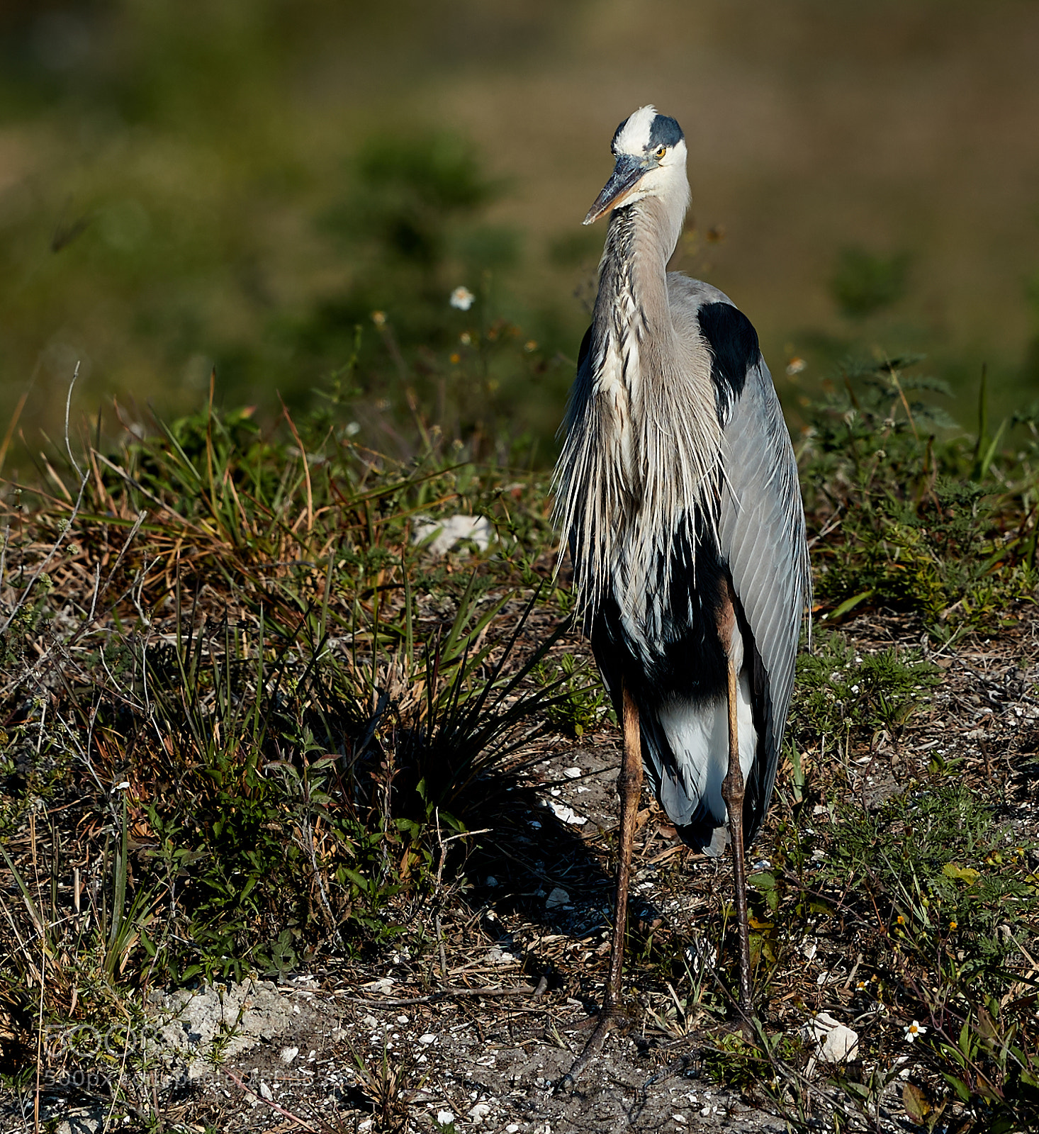 Canon EOS-1D X Mark II sample photo. 03-26-18-0009435.jpg photography