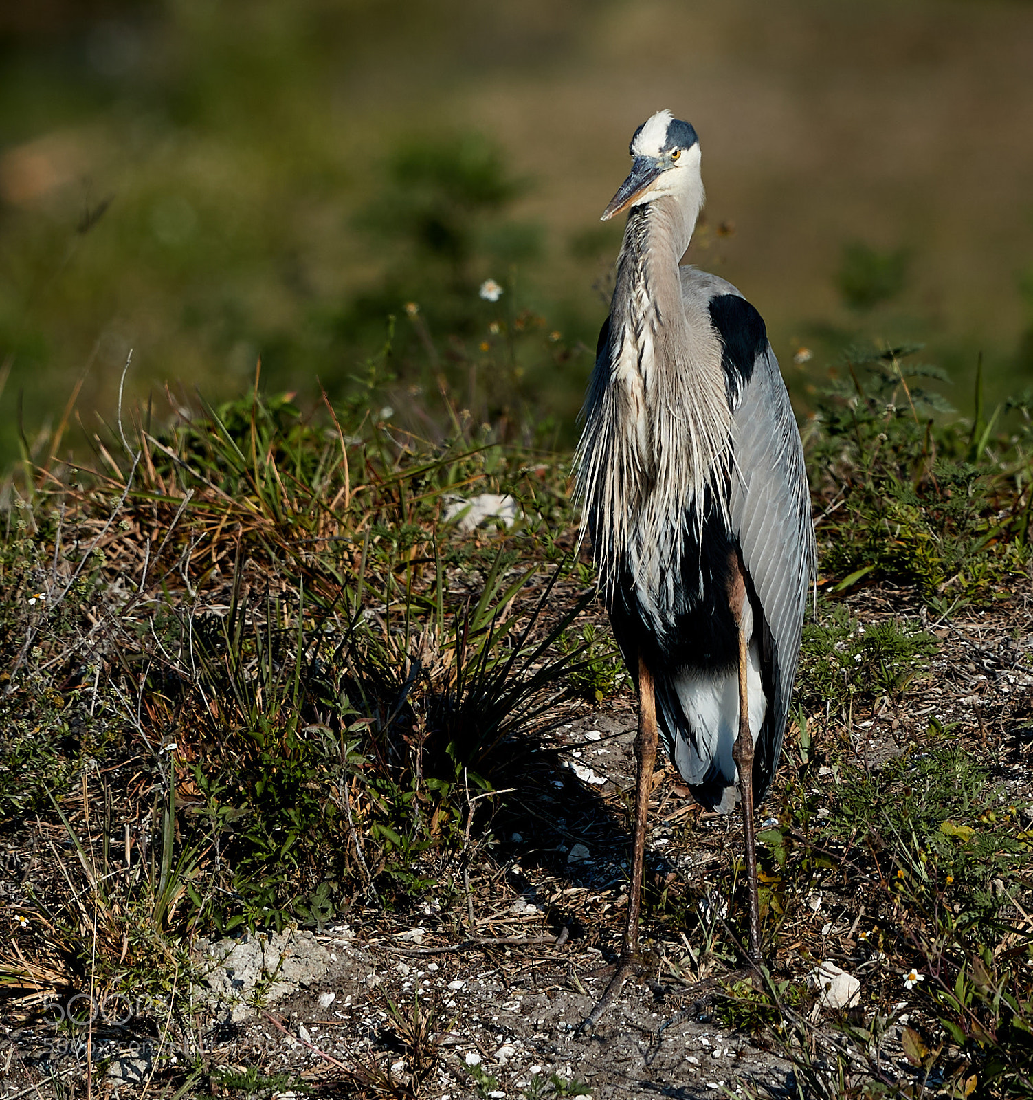 Canon EOS-1D X Mark II sample photo. 03-26-18-0009434.jpg photography