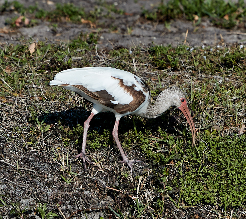 Canon EOS-1D X Mark II sample photo. 03-26-18-0009431.jpg photography