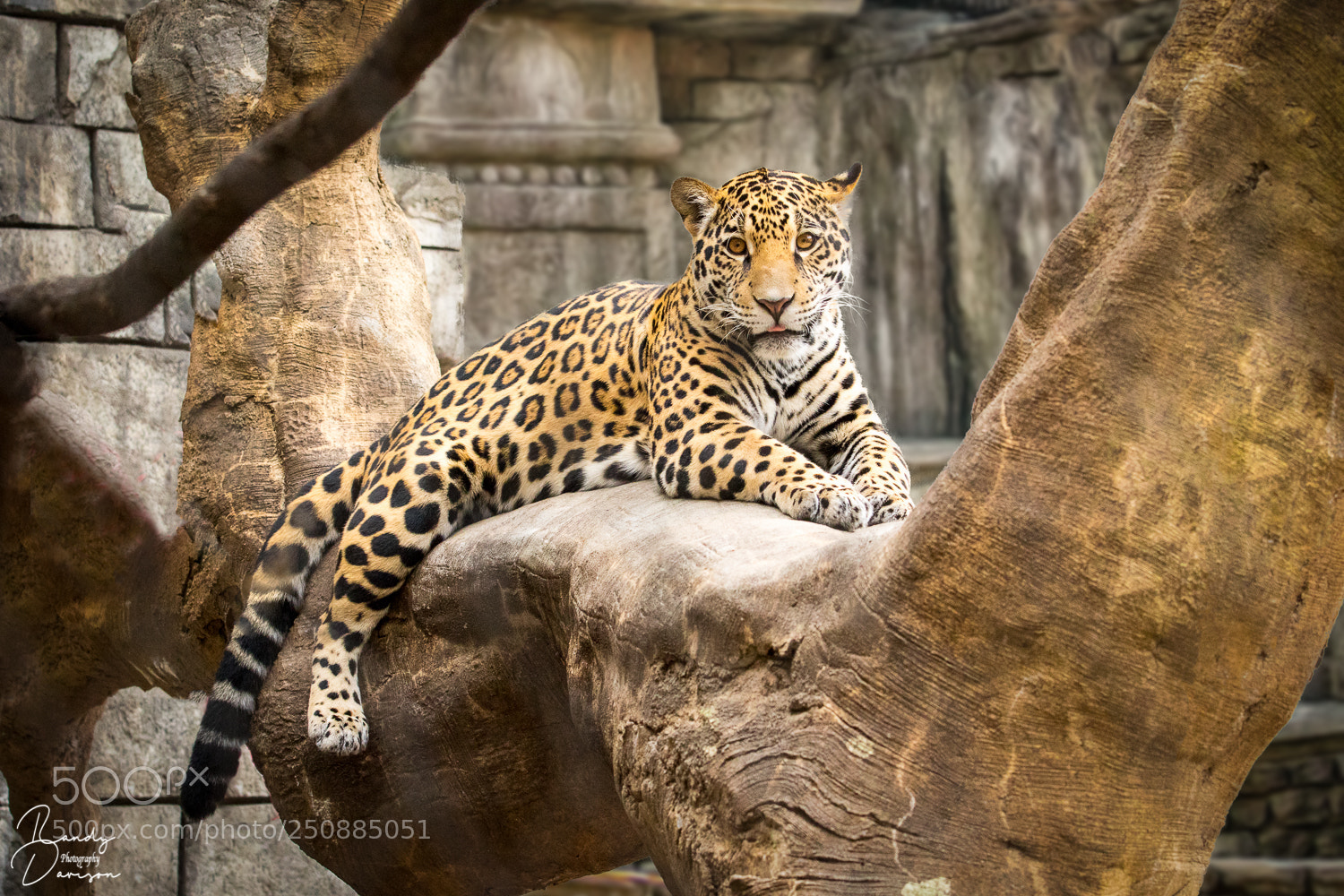 Canon EOS 7D Mark II sample photo. Jaguar out on a photography