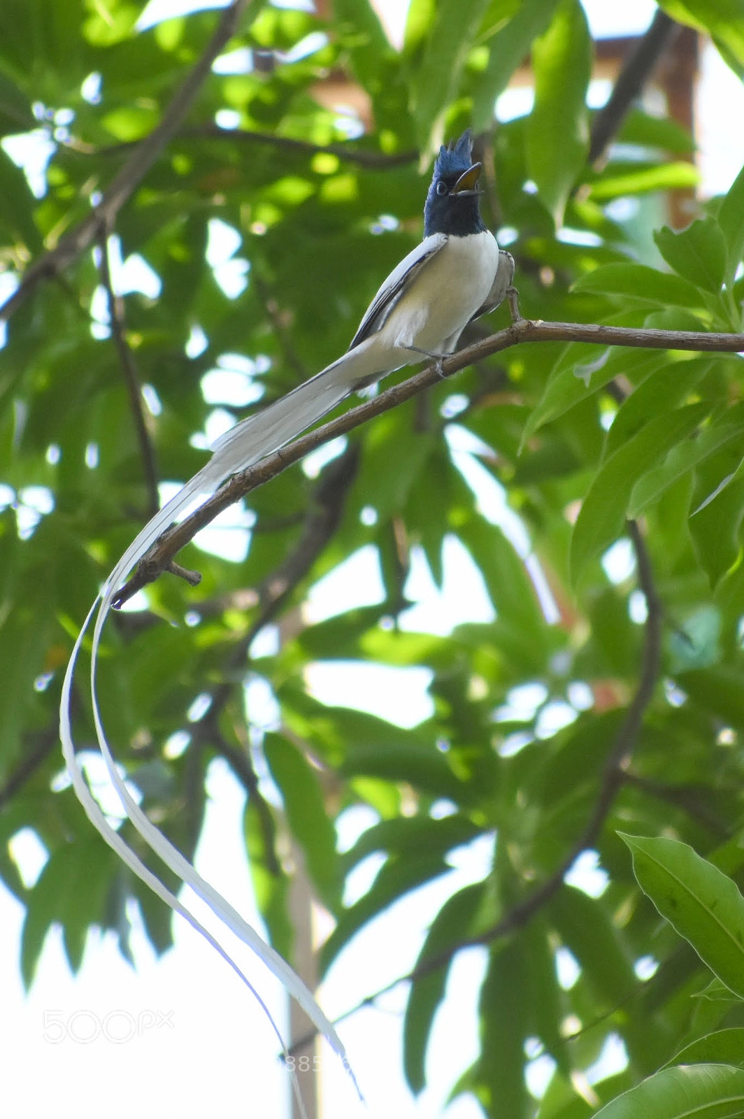 Nikon D7200 sample photo. Paradise flycatcher photography