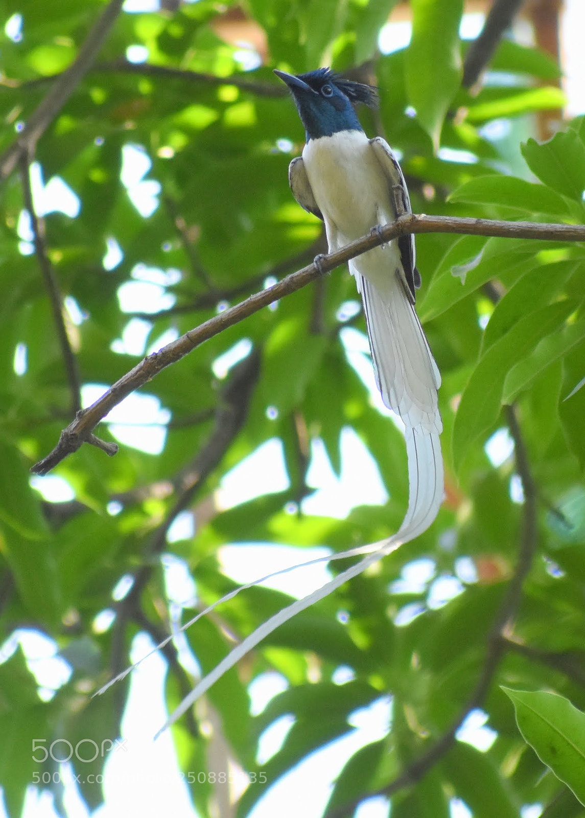 Nikon D7200 sample photo. Paradise flycatcher photography