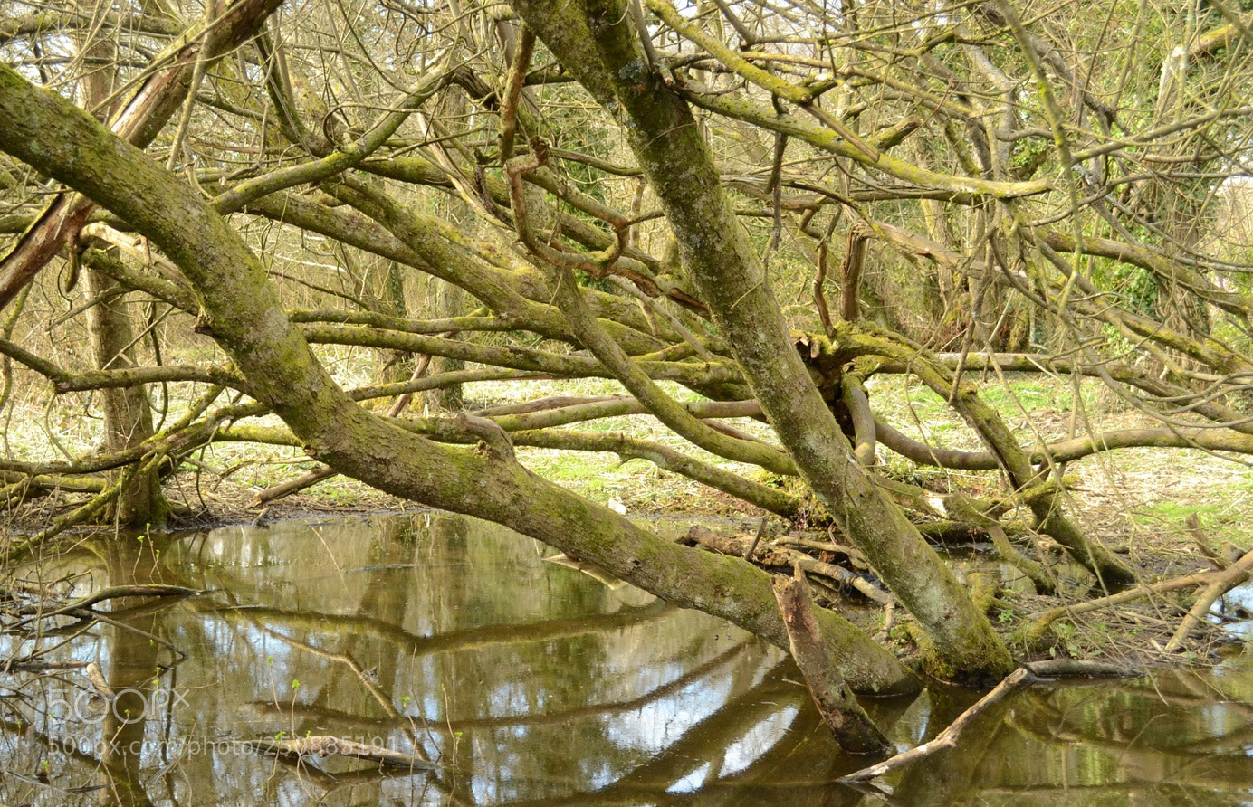 Nikon D3100 sample photo. Untitled photography