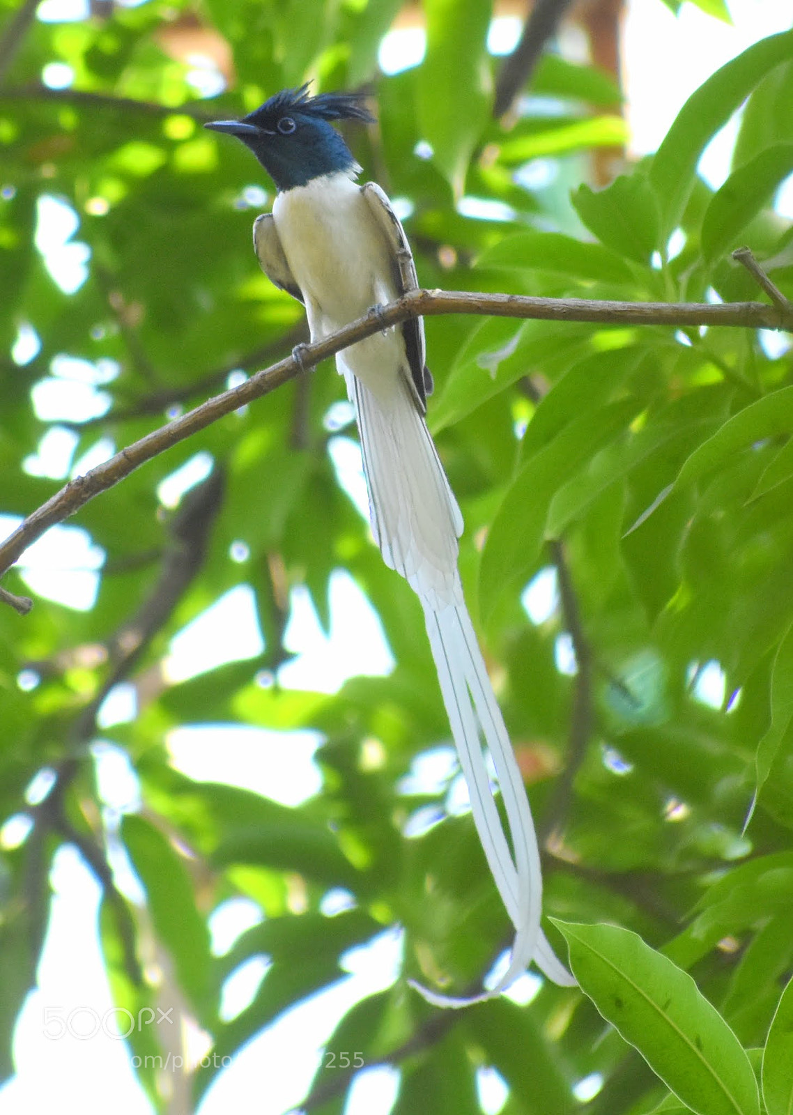Nikon D7200 sample photo. Paradise flycatcher photography