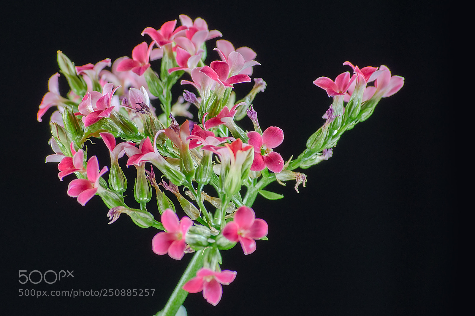 Nikon D5100 sample photo. Цветочик. photography