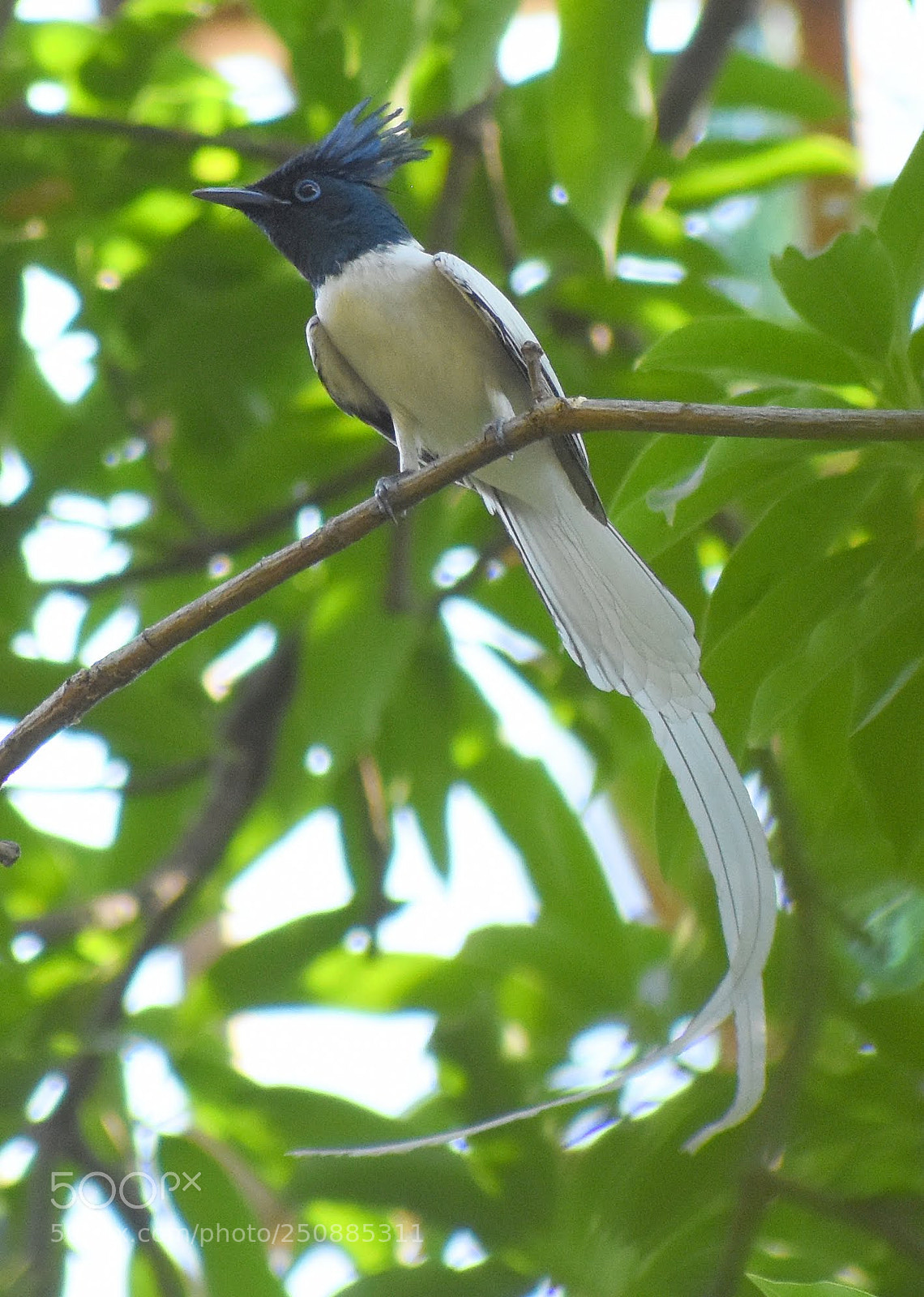 Nikon D7200 sample photo. Paradise flycatcher photography