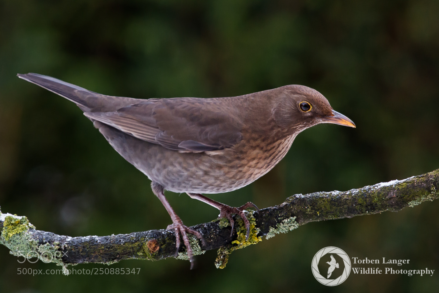 Canon EOS 70D sample photo. Blackbird photography