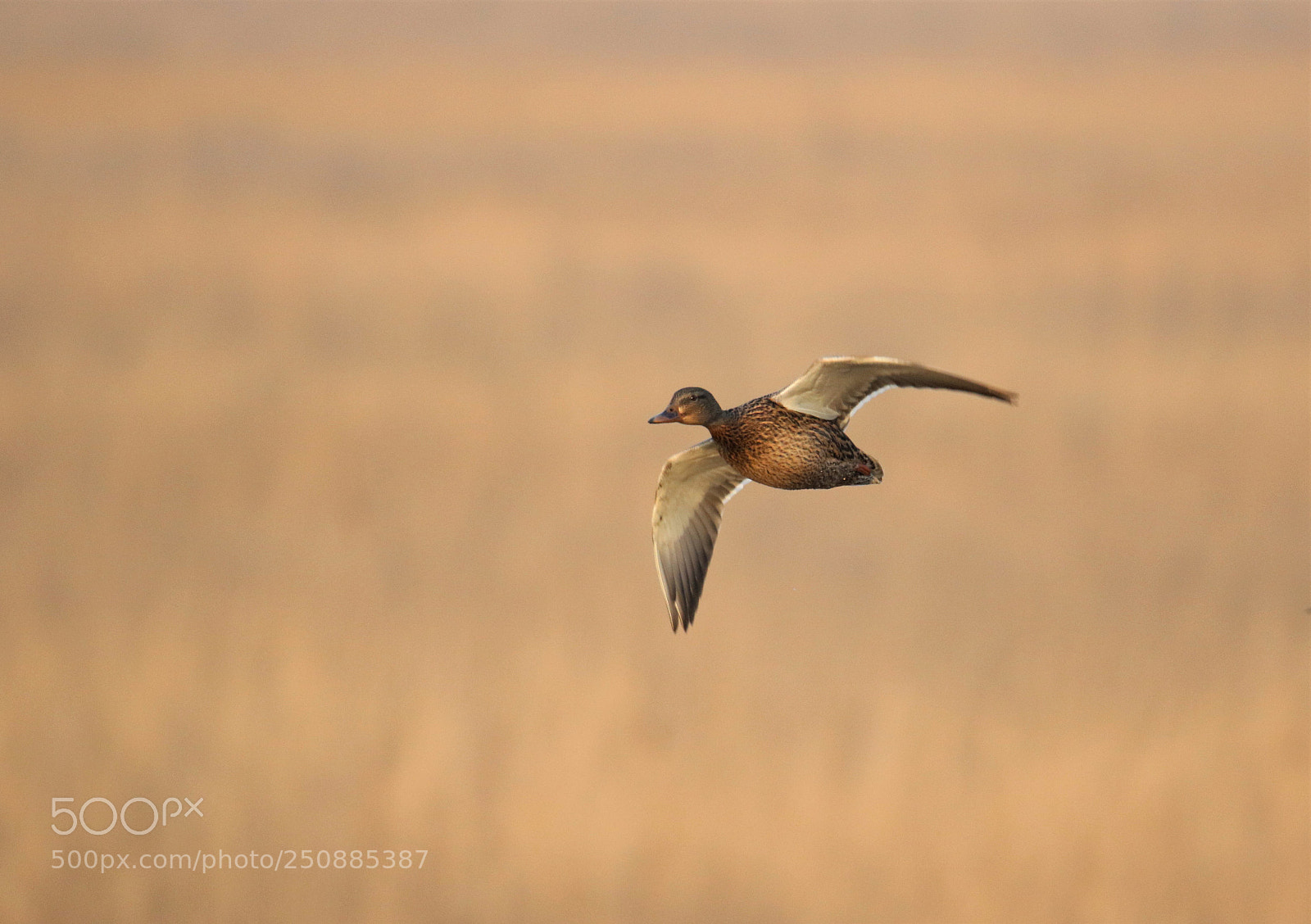 Canon EOS 7D Mark II sample photo. Wilde eend in avondlicht photography