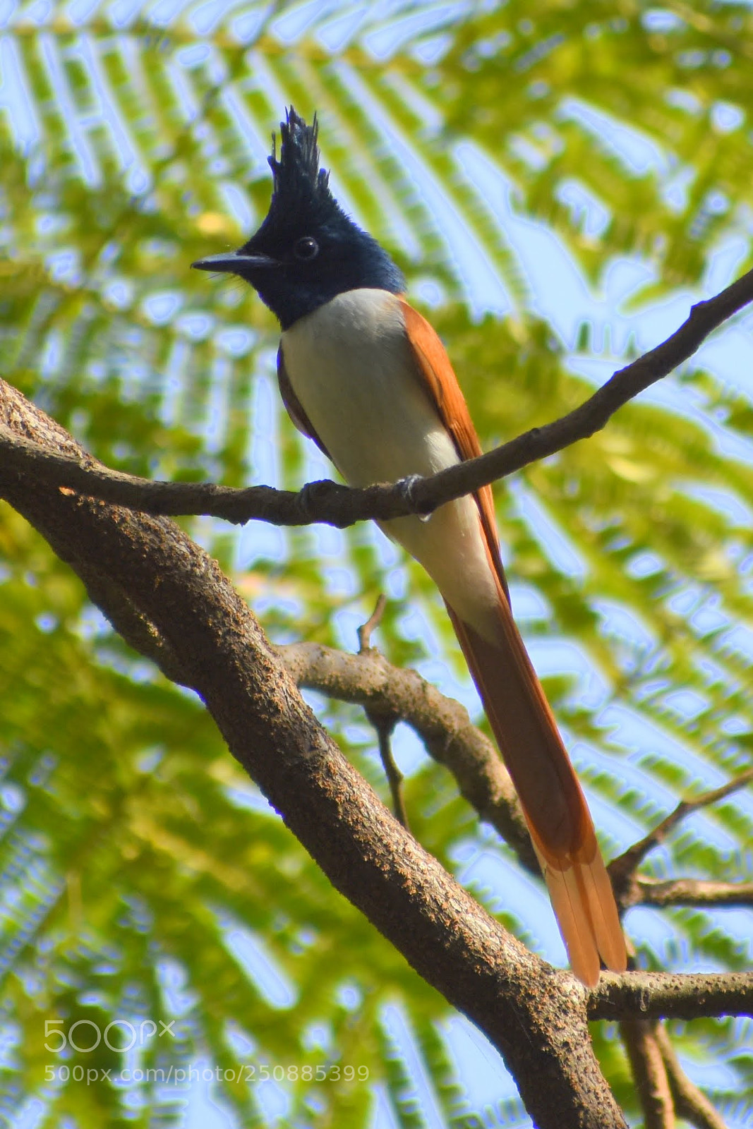 Nikon D7200 sample photo. Paradise flycatcher female photography