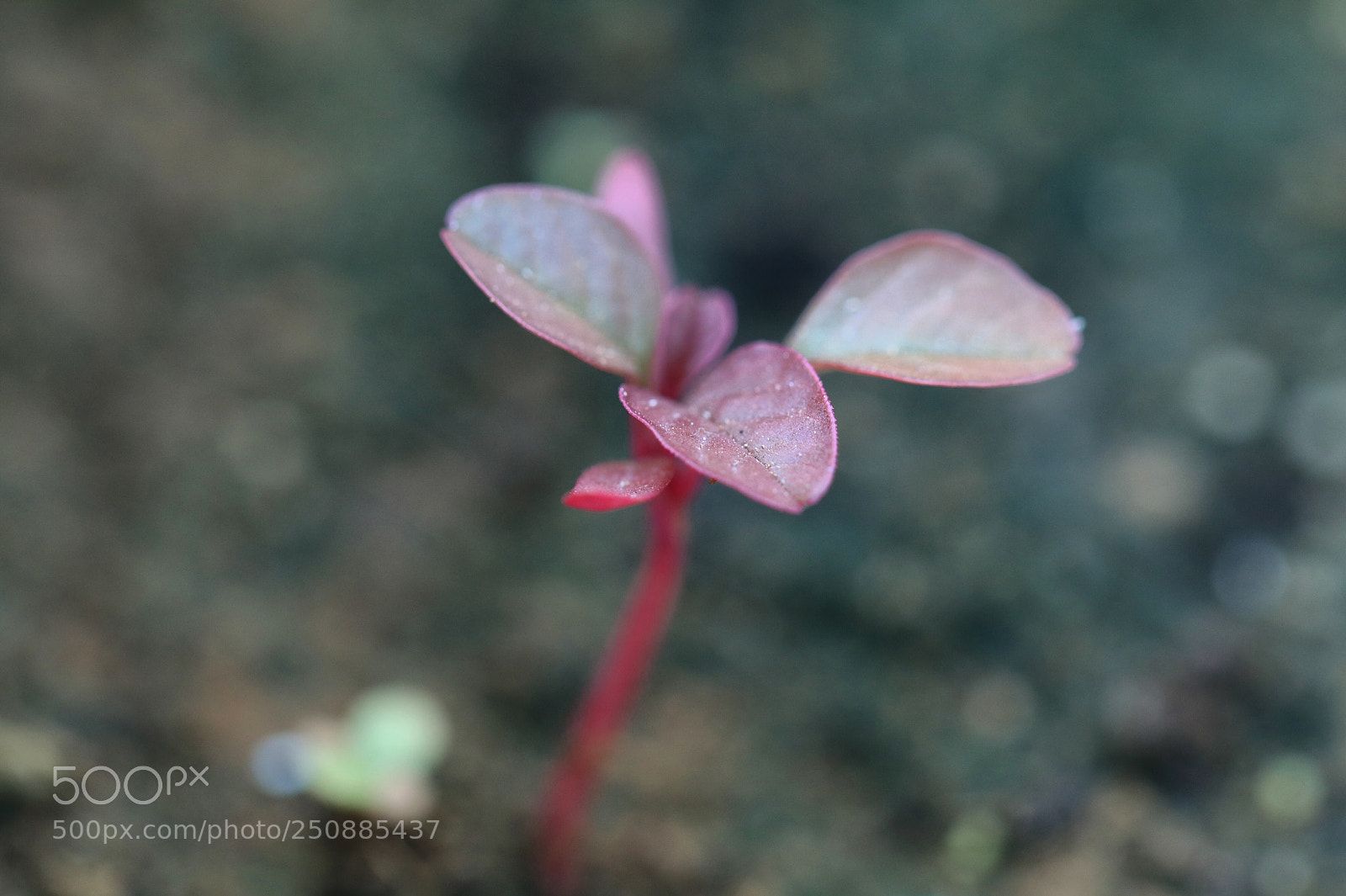 Canon EOS 80D sample photo. Purple green  photography