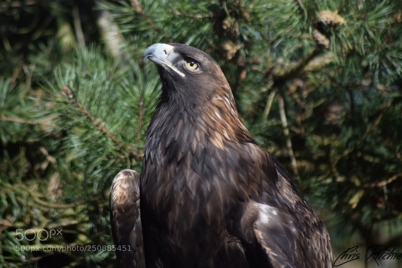 Nikon D3300 sample photo. Aerial predator photography