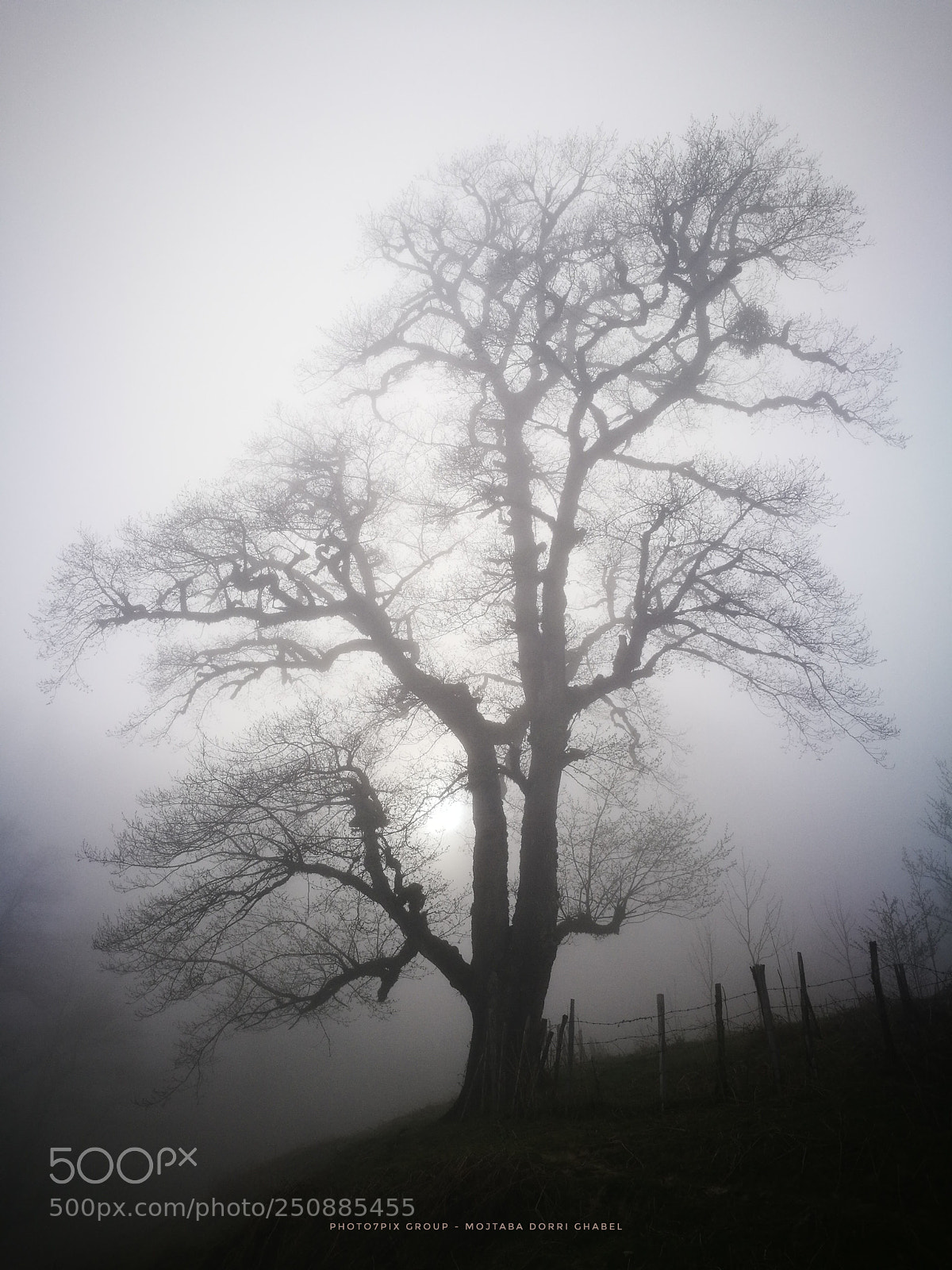 HUAWEI P9 Plus sample photo. Fog photography