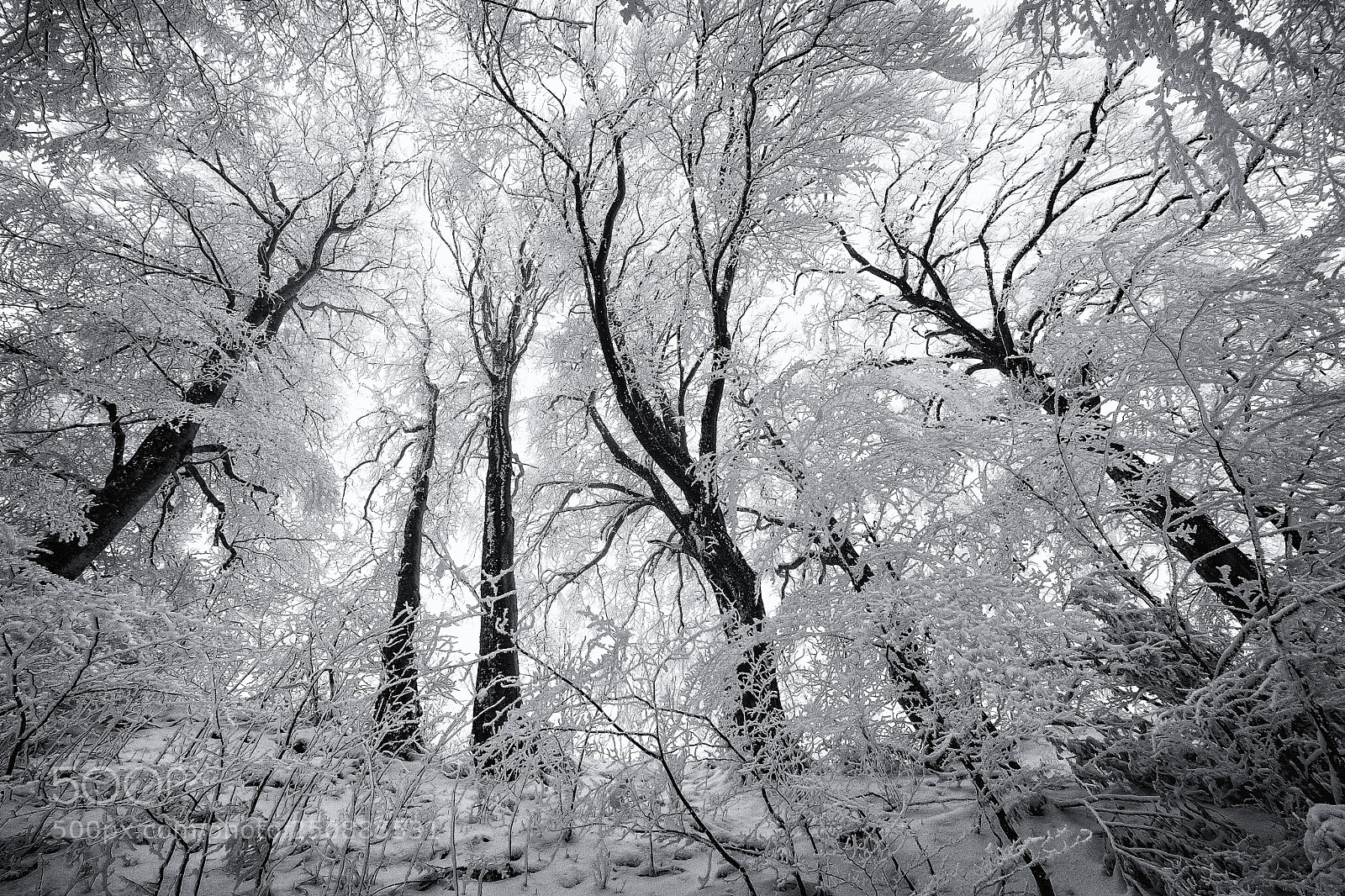 Sony SLT-A99V sample photo. The wild and iced photography