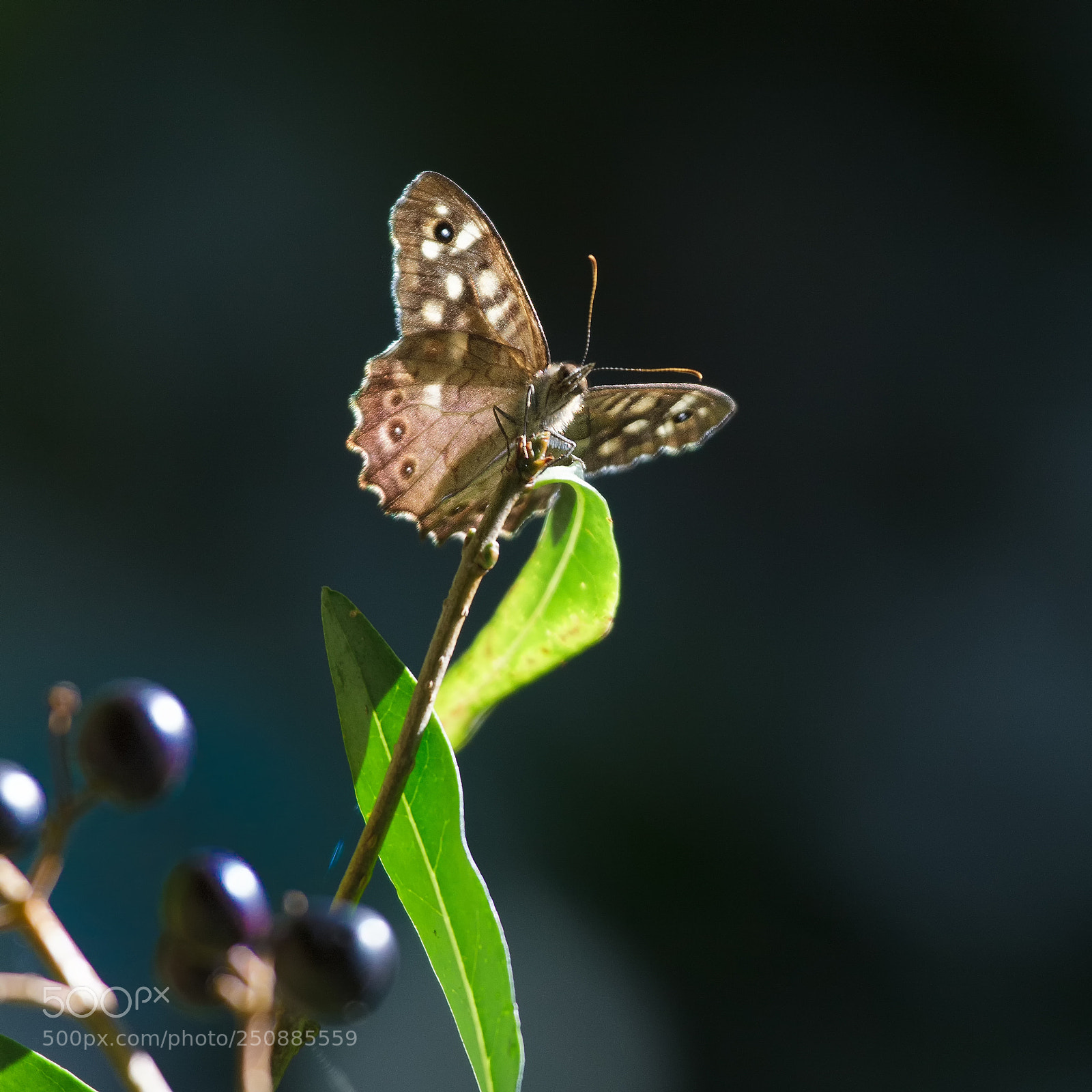 Canon EOS 7D sample photo. Mg photography
