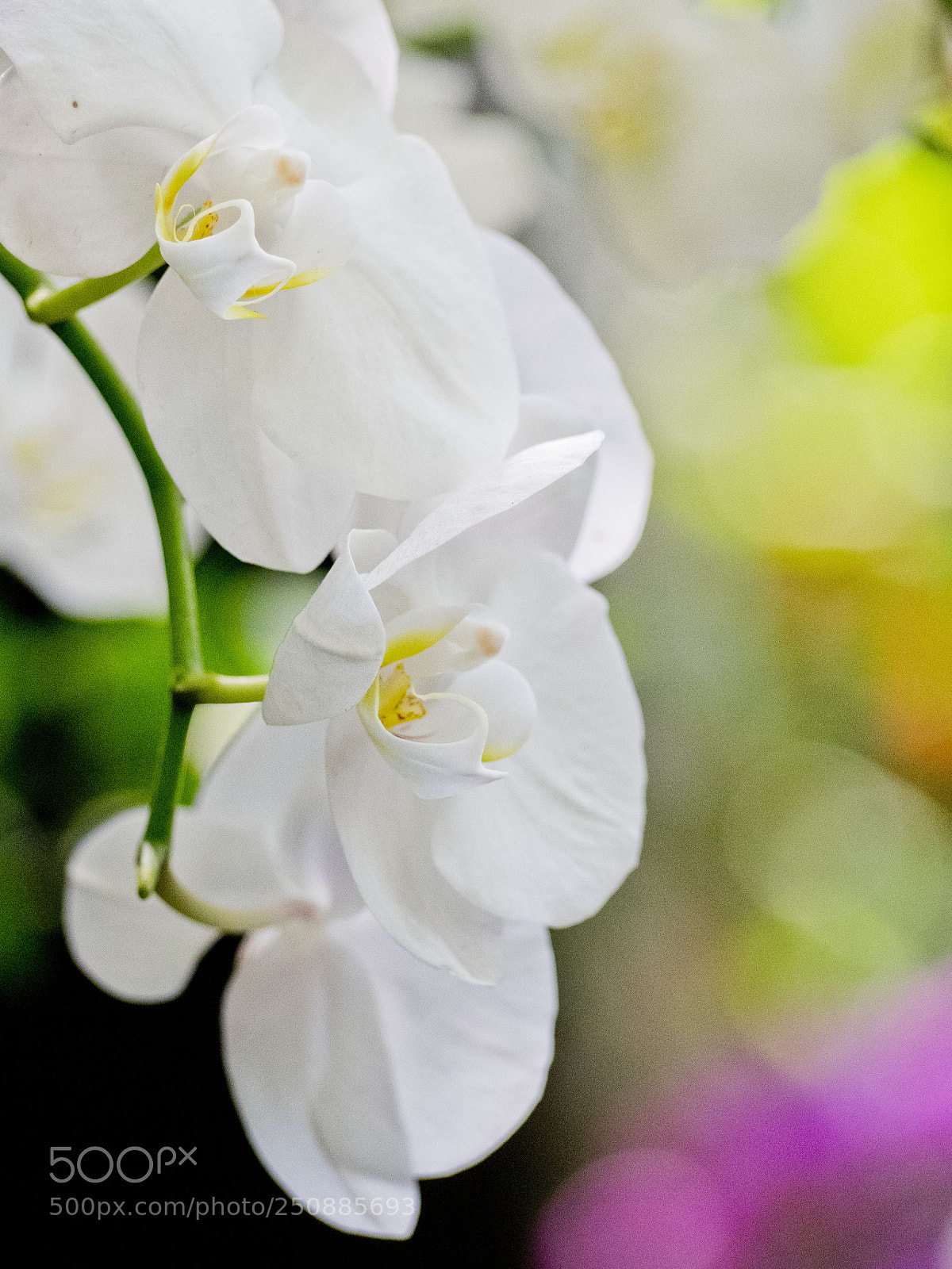 Olympus OM-D E-M1 sample photo. Nybg orchid show 2018 photography