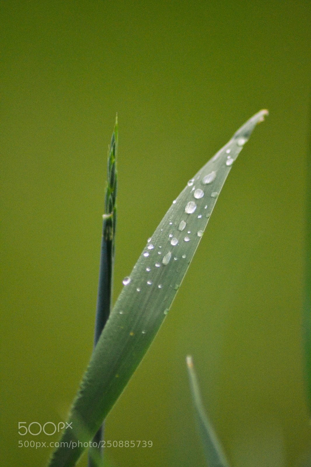 Nikon D3100 sample photo. Waterdrops on leaf photography