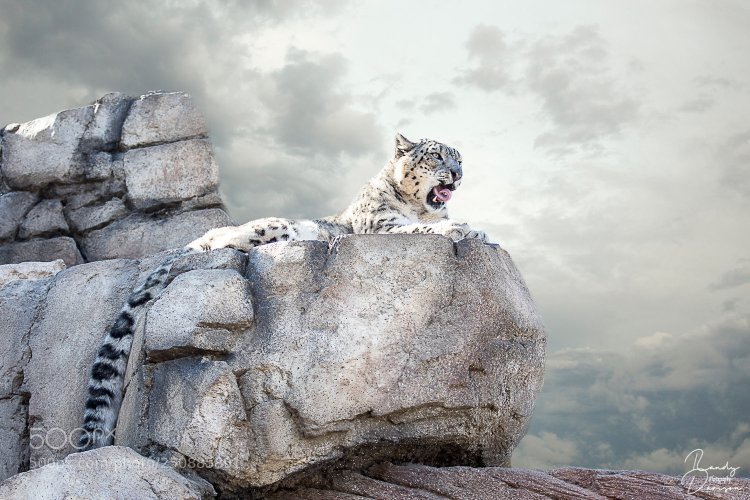Canon EOS 7D Mark II sample photo. Snow leopard on the photography