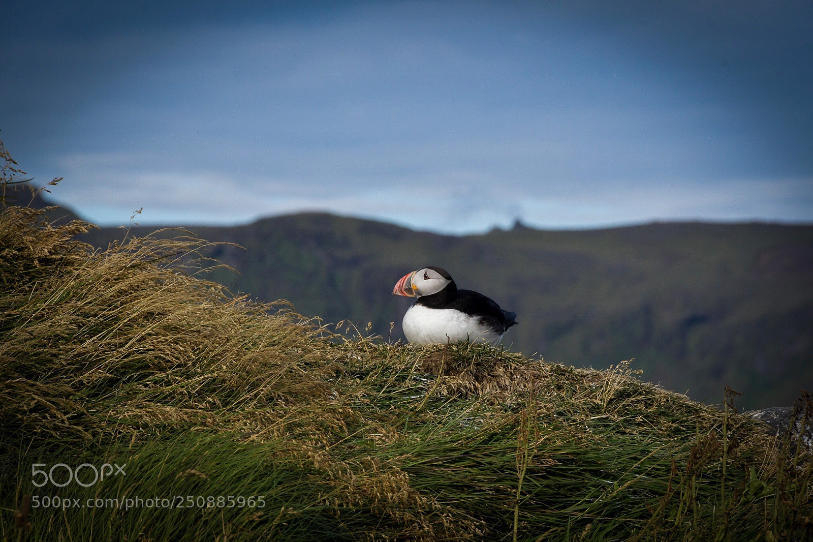 Nikon D500 sample photo. Puffin photography