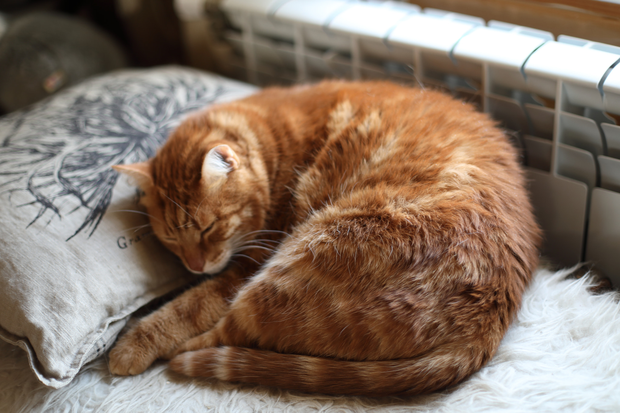 Canon EF 50mm F1.4 USM sample photo. Fat cat photography