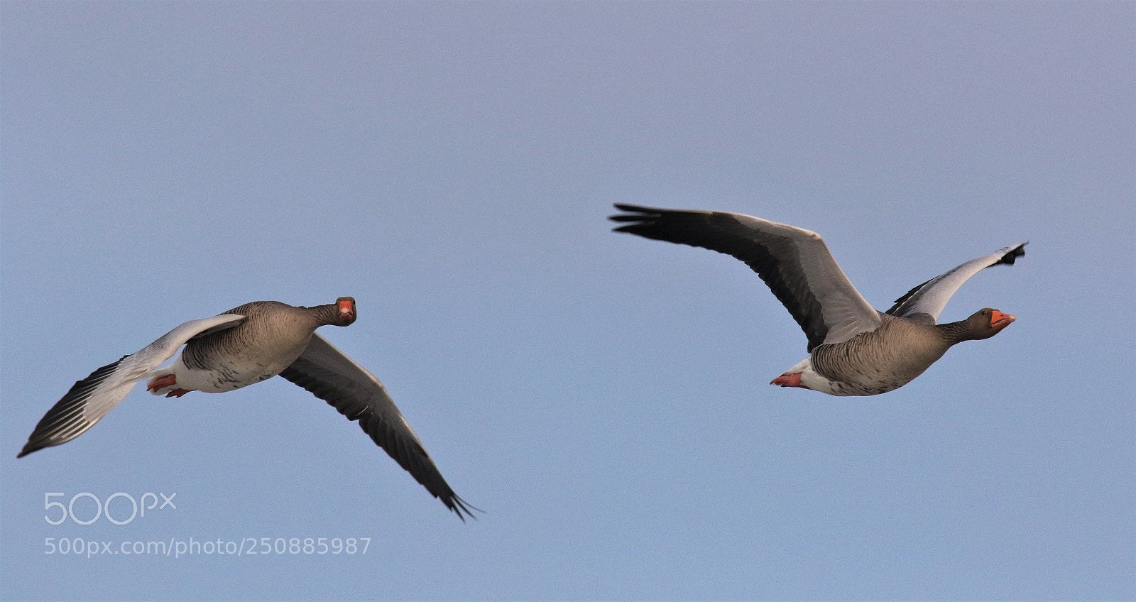 Canon EOS 7D Mark II sample photo. Ganzen in de vlucht photography
